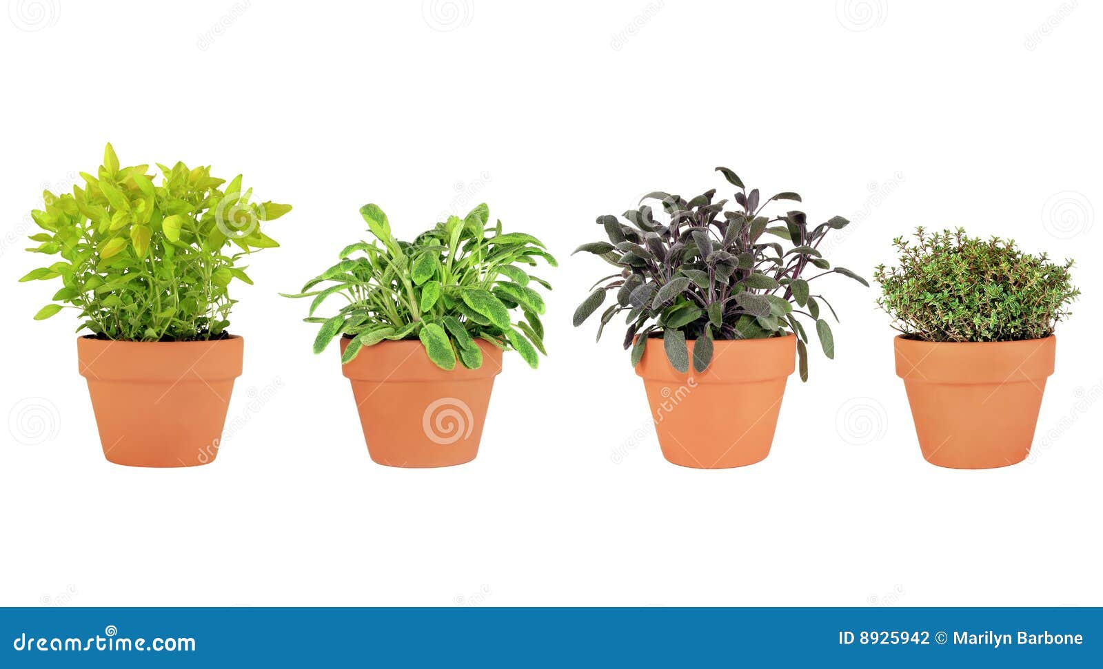 Herbs in Pots stock photo. Image of aromatherapy, food 8925942