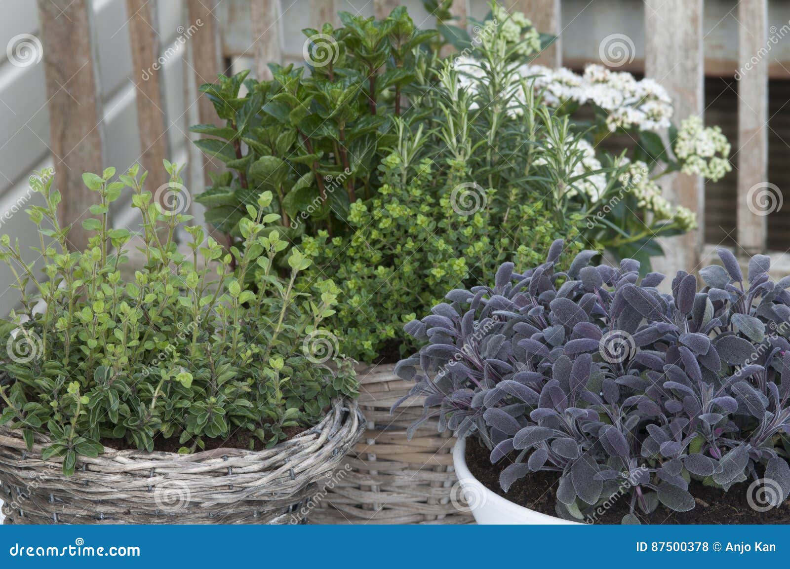 Herbs in reed baskets stock photo. Image of organic, basil 87500378