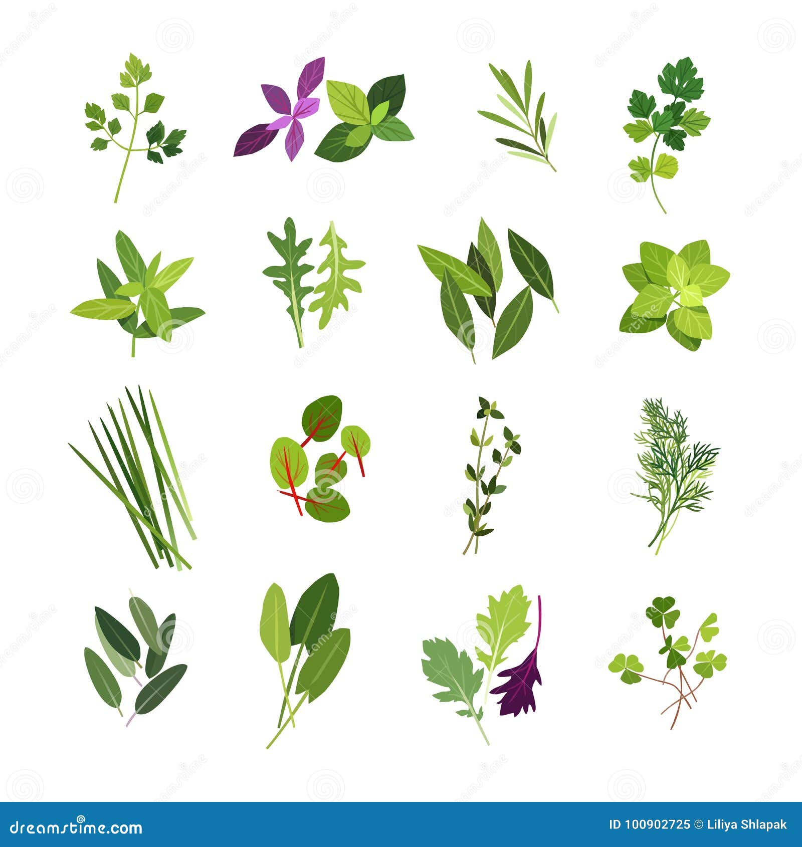 Collection of Most Common Herbs and Spices Stock Vector Illustration