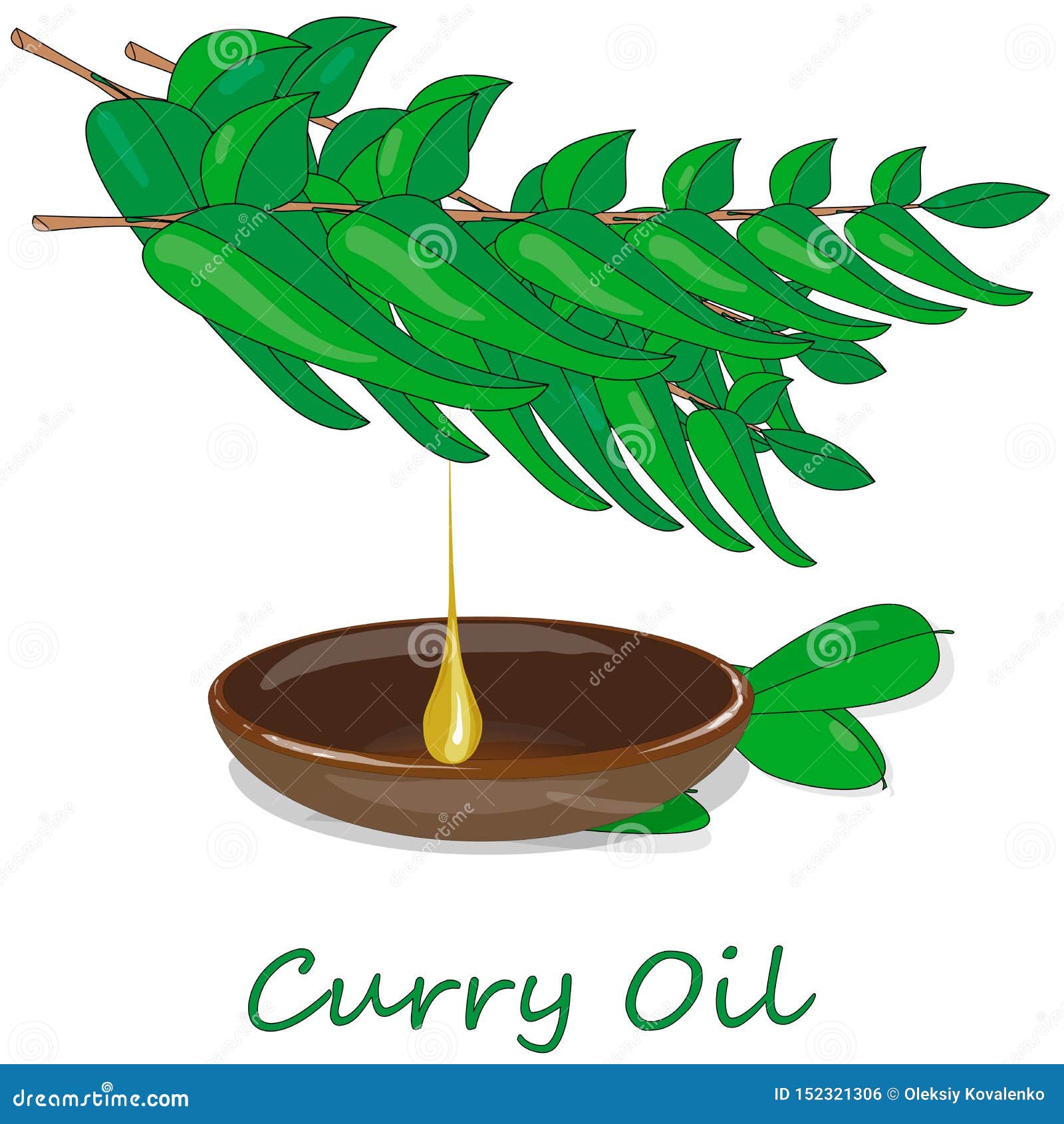 Curry Leaves Isolated On White Background. Vector Illustration Of Curry