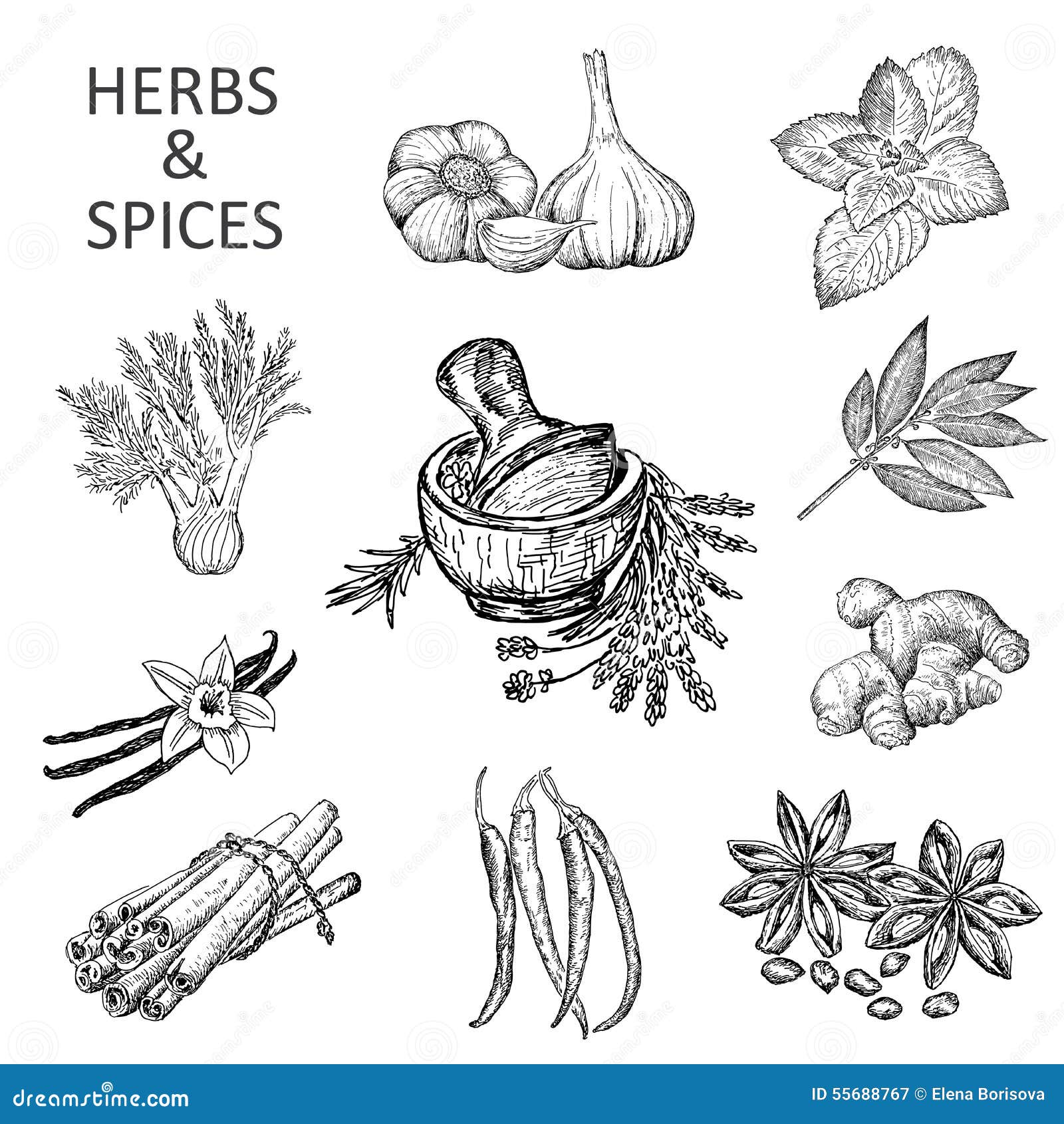 Herbs and spices stock vector. Illustration of culture 55688767