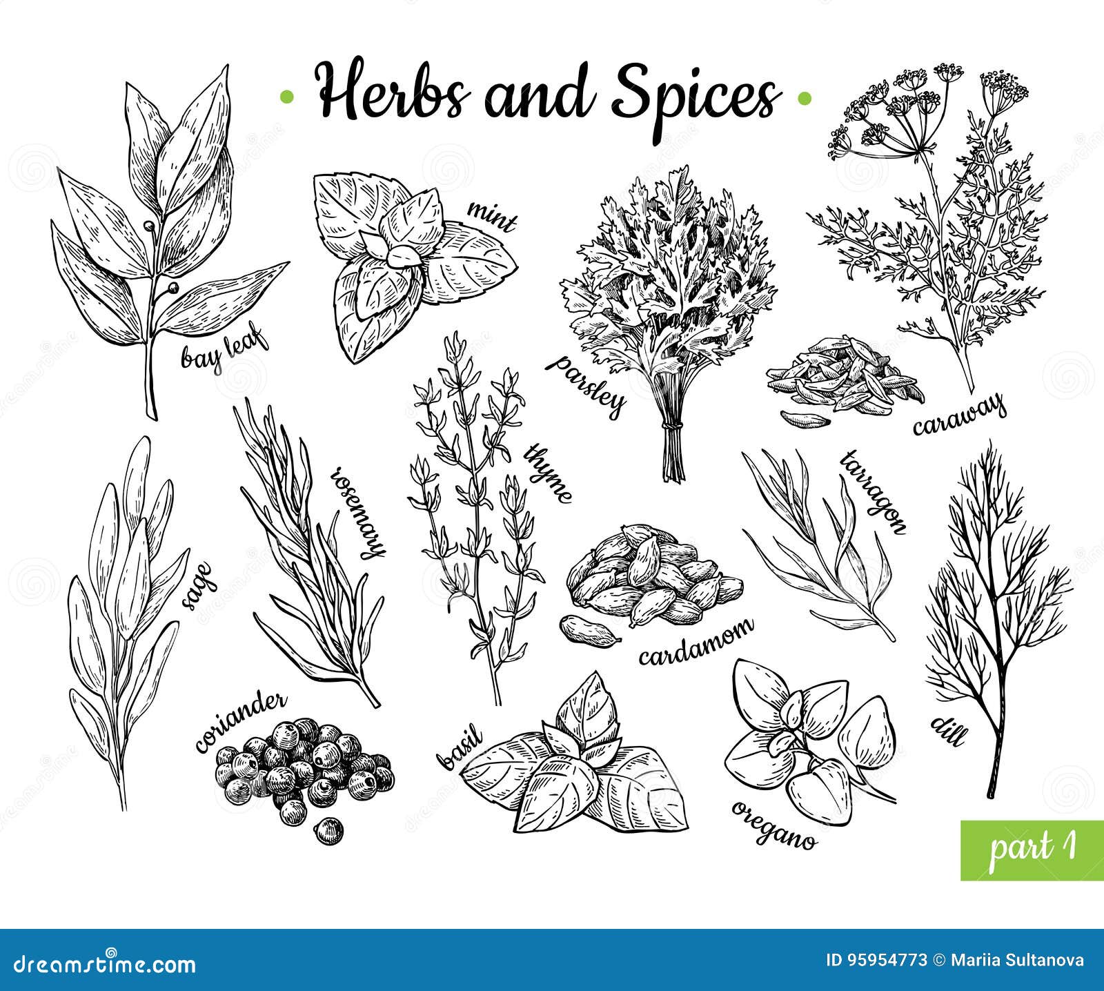 herbs and spices. hand drawn   set. engraved style flavor and condiment drawing. botanical vintage