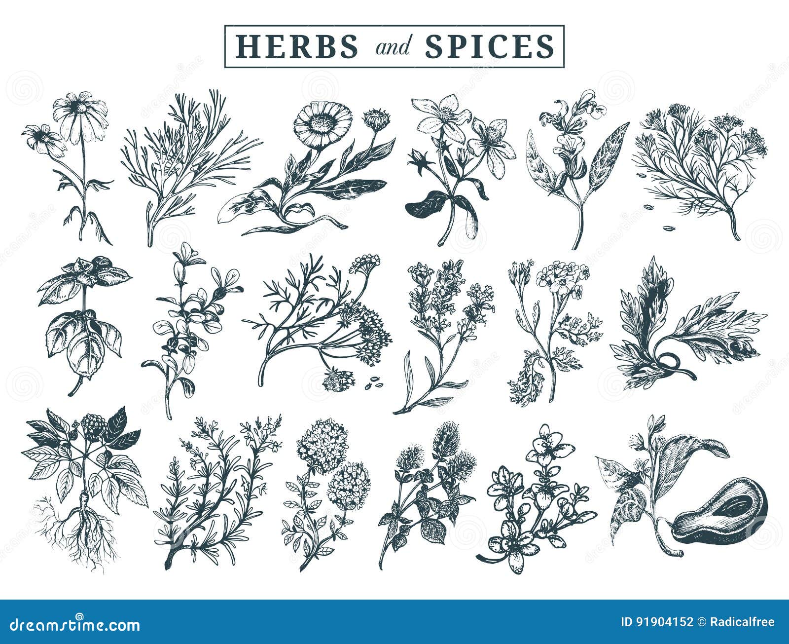herbs and spices set. hand drawn officinalis, medicinal, cosmetic plants. botanical s for tags. cards etc.