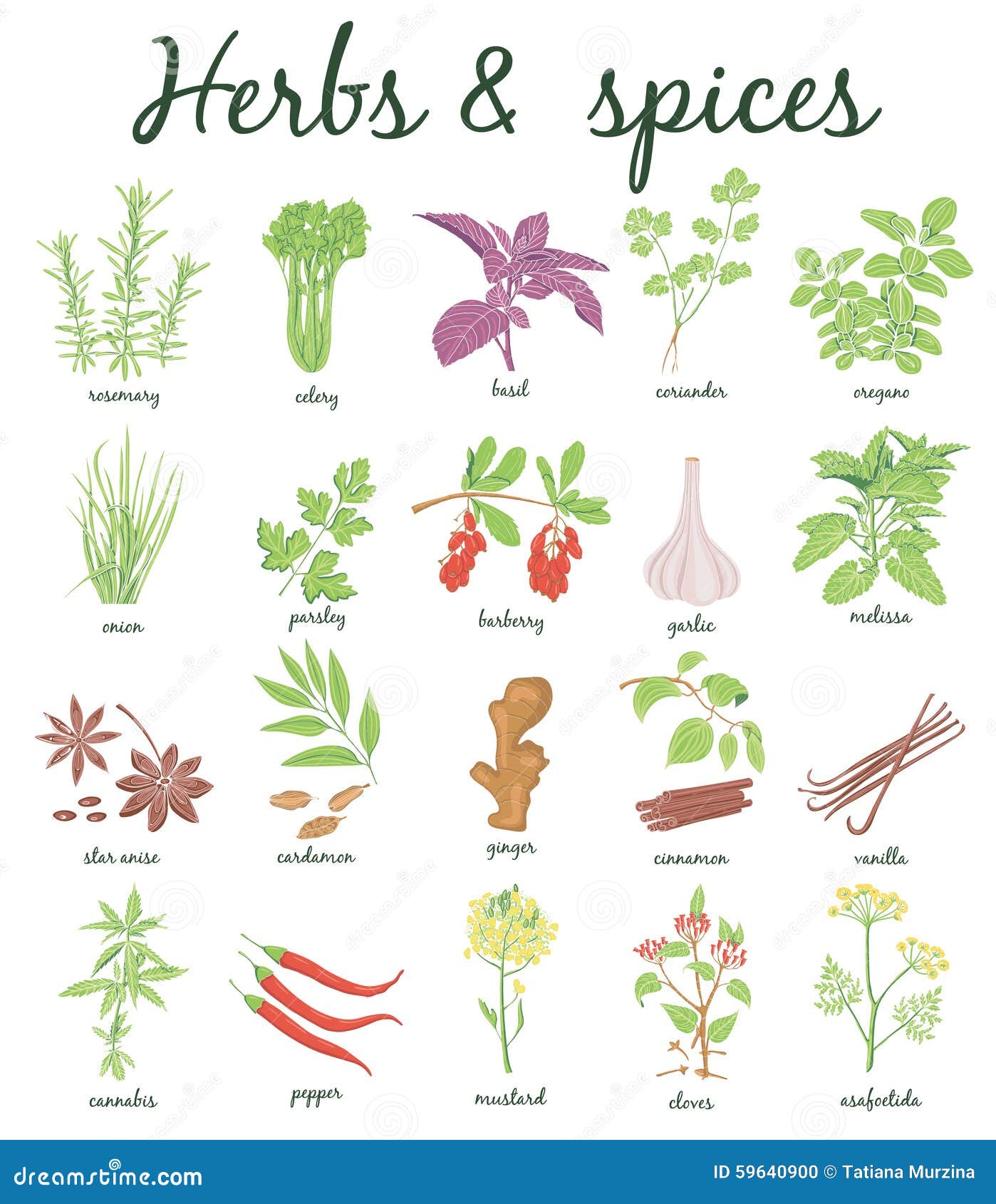 Herbs and Spices set. stock illustration. Illustration of melissa