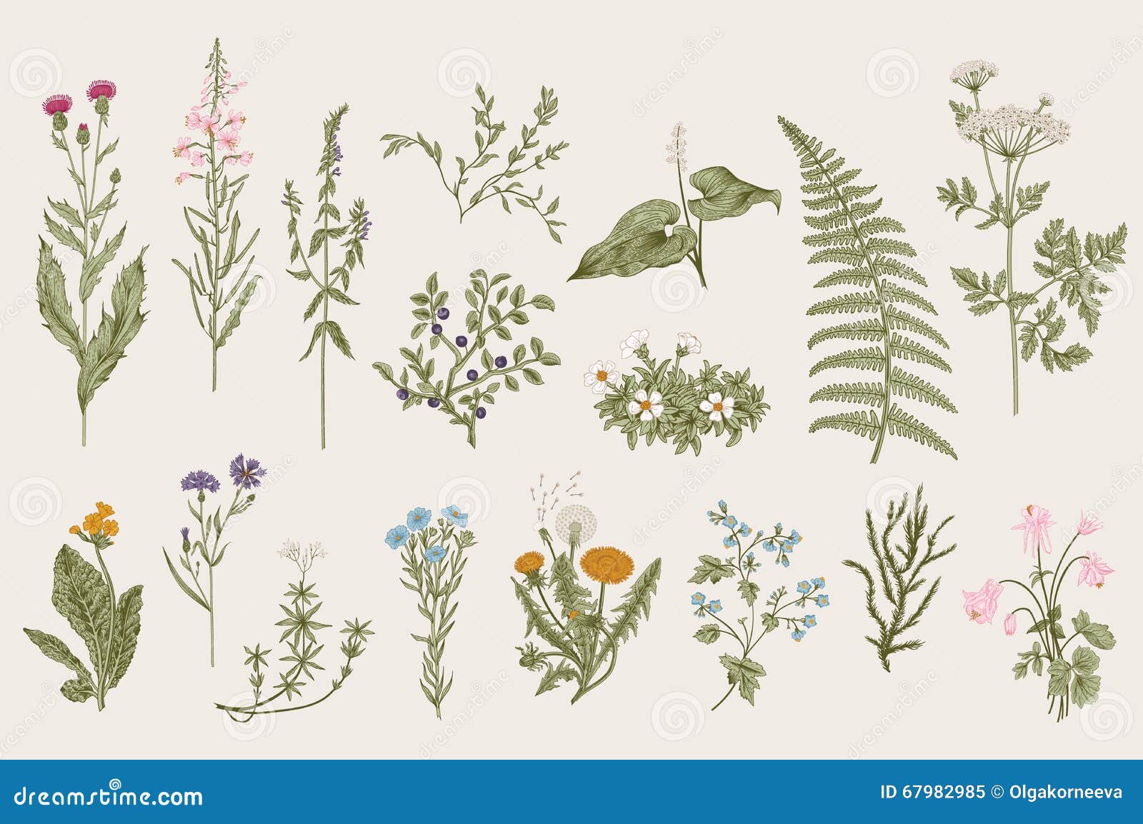 herbs and wild flowers. botany. set.
