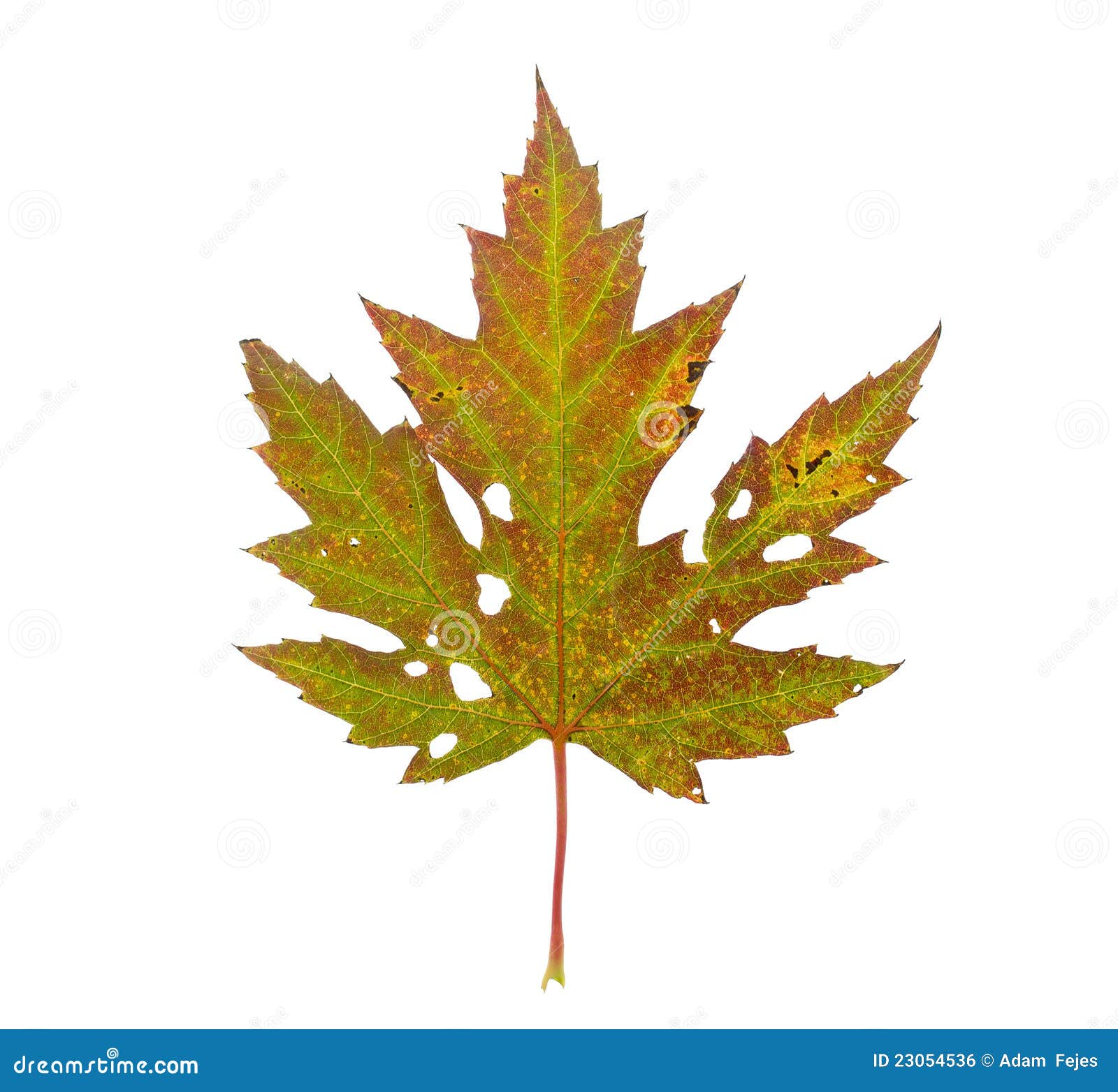 Ahornblatt Fensterdekoration - 3er Set Gefärbte Acryl Sonnenfänger