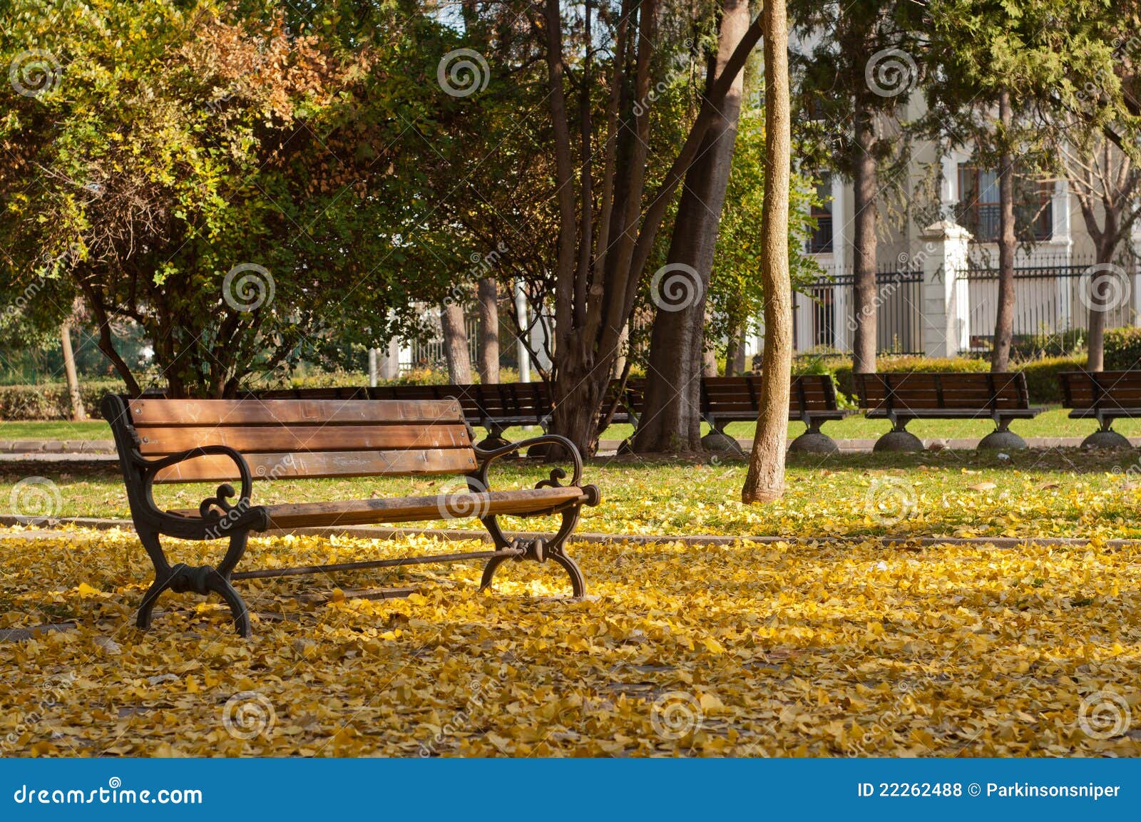 Herbst-Blätter - Fall. Eine nette Szene mit Lots der Gelbblätter und der leeren Querneigung. Boden ist von den Herbstblättern voll. Das Foto erinnert an den Fall.