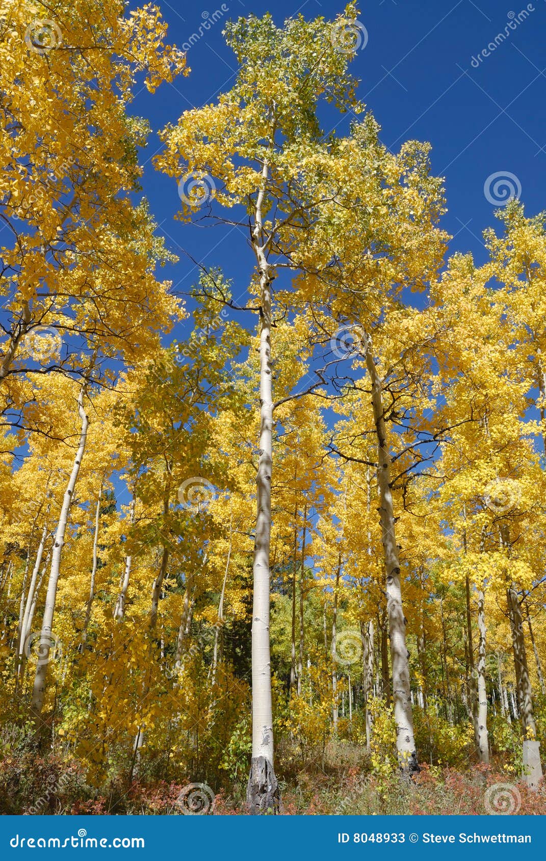 Herbst-Farben. Aspen-Bäume im Herbst in den Kolorado-felsigen Bergen.