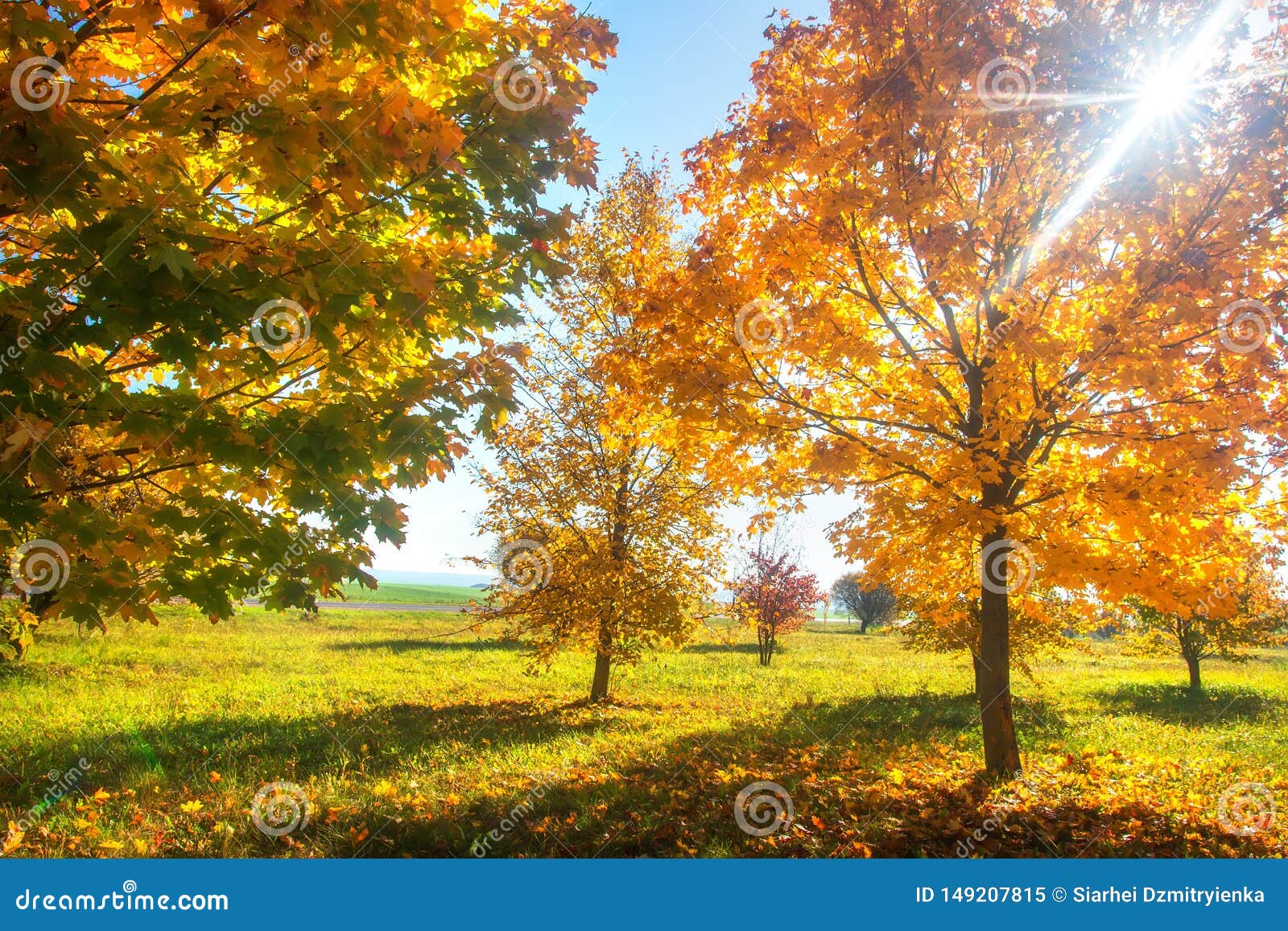 Herbst Herbstnatur Am Sonnigen Tag Gelbe B?ume Im Sonnenlicht Fallszene ...