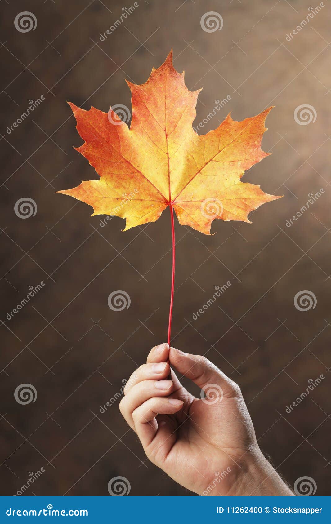 Herbstahornholz. Übergeben Sie das Anhalten eines Herbst farbigen Ahornholzbaumblattes