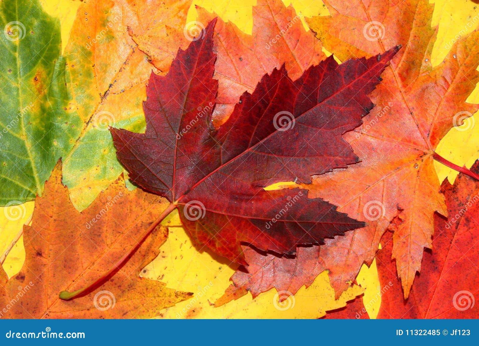 Herbstblätter stockbild. Bild von grün, november, bild - 11322485