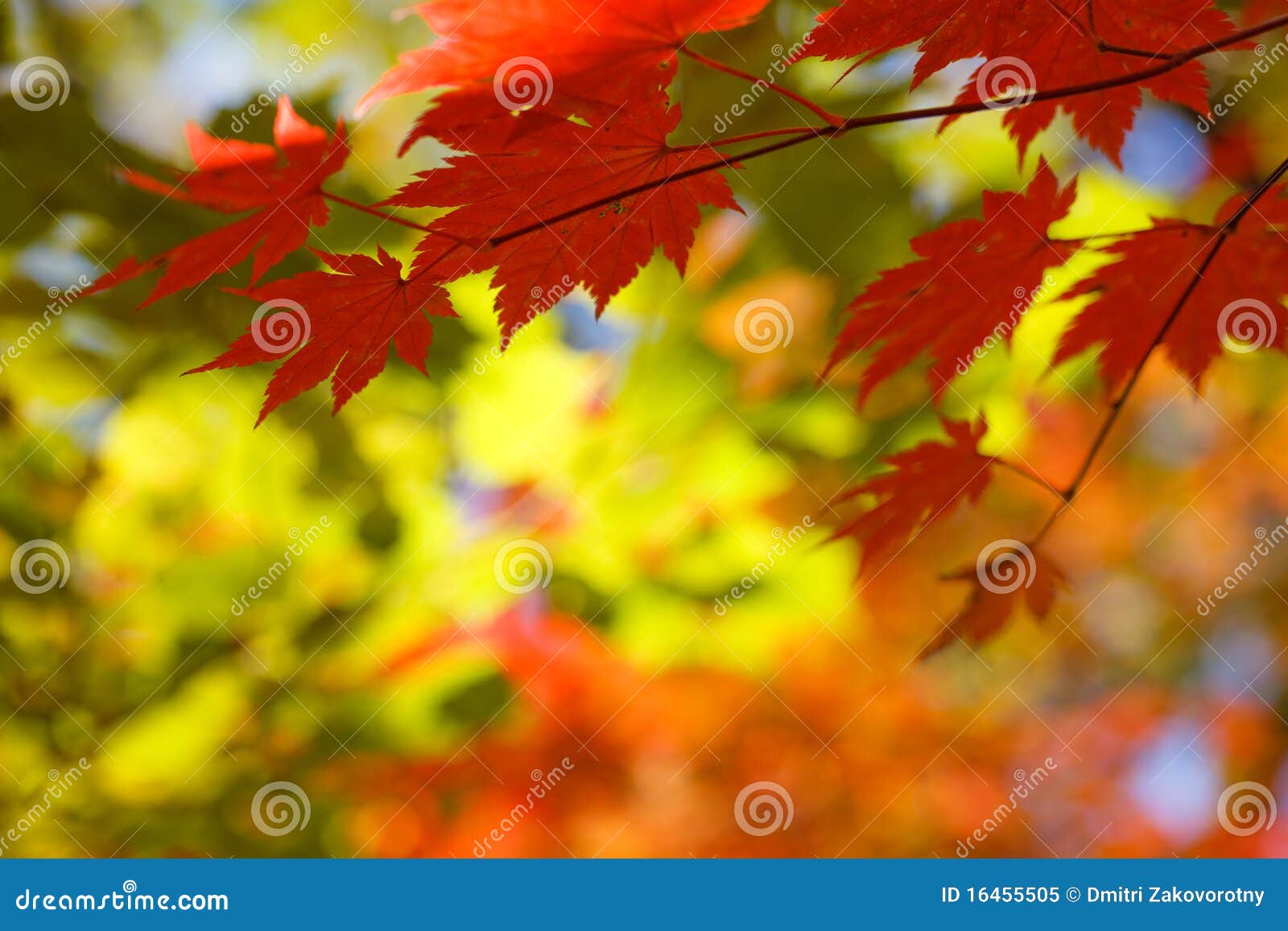 Herbstblatt stockbild. Bild von park, hintergrund, oktober - 16455505