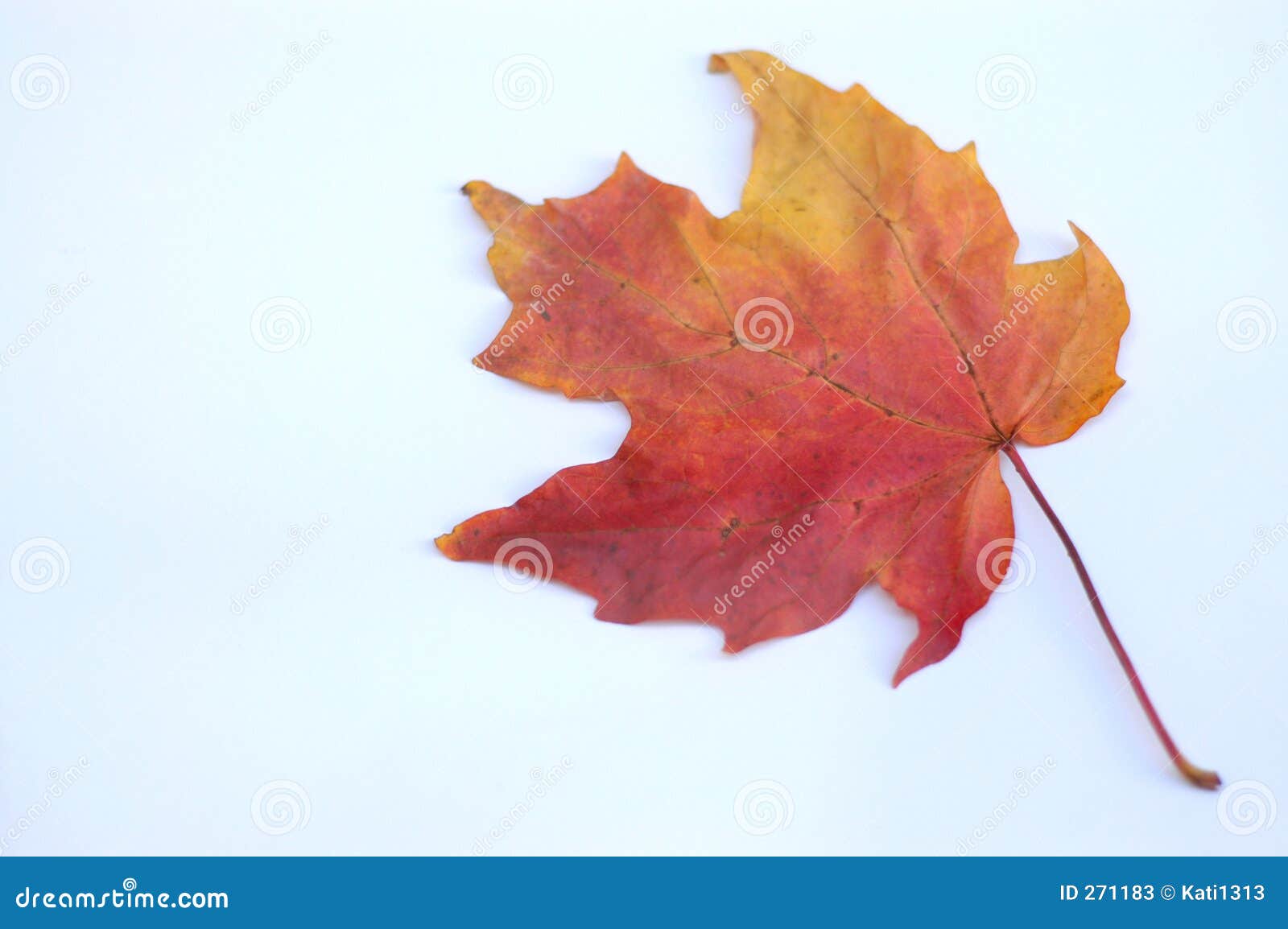 Herbstblatt stockbild. Bild von fallen, orange, getrocknet - 271183