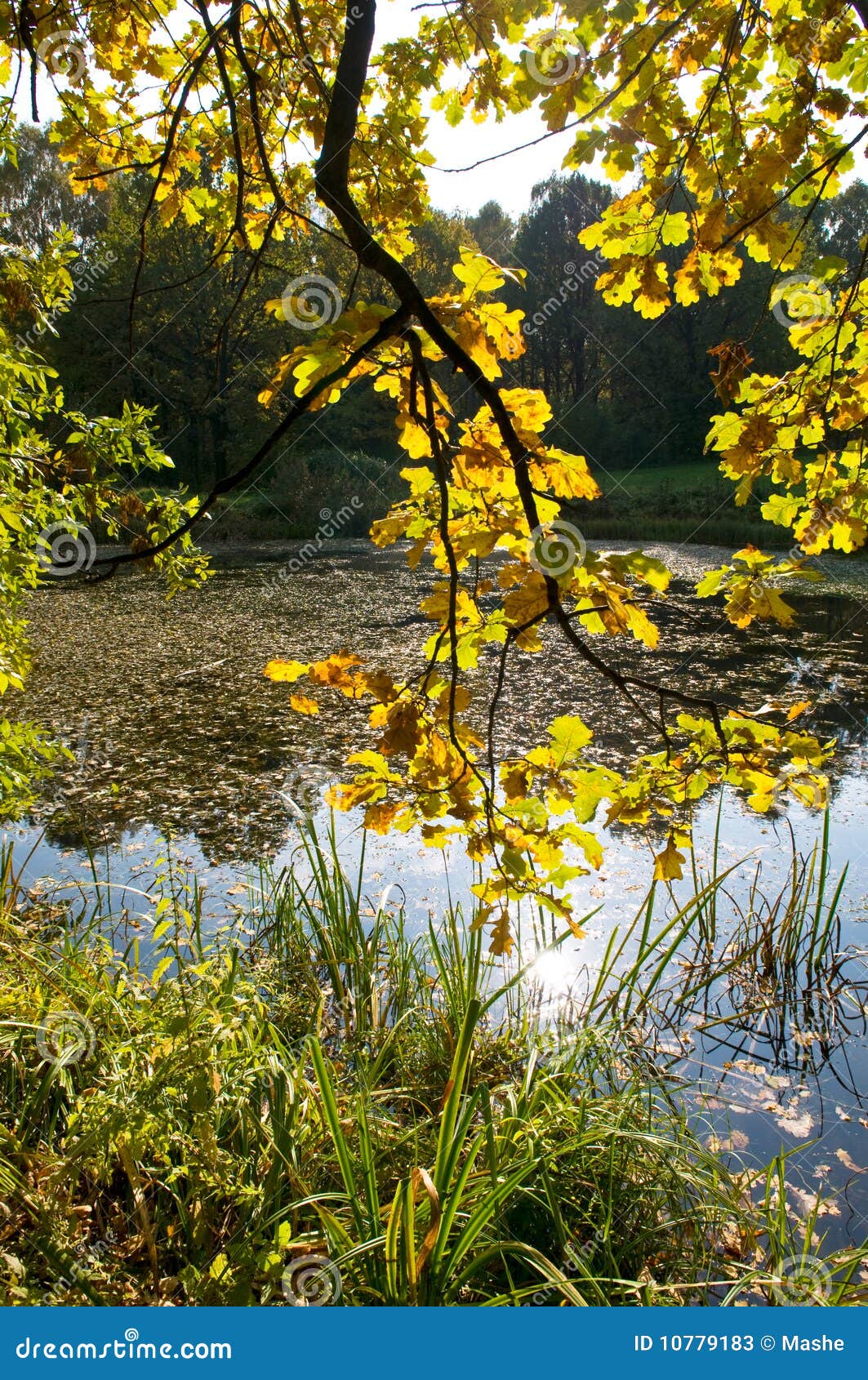 Herbstblätter Herbst, Hintergrund, Zweige,