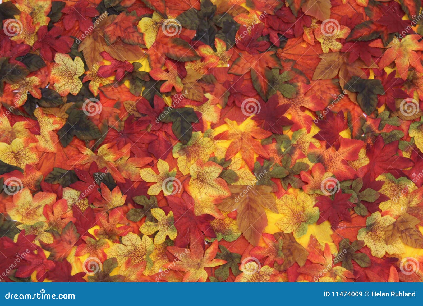 Herbstblätter reif. Eine Reihe Farben und Formen angezeigt in dieser Herbsturlaubansammlung