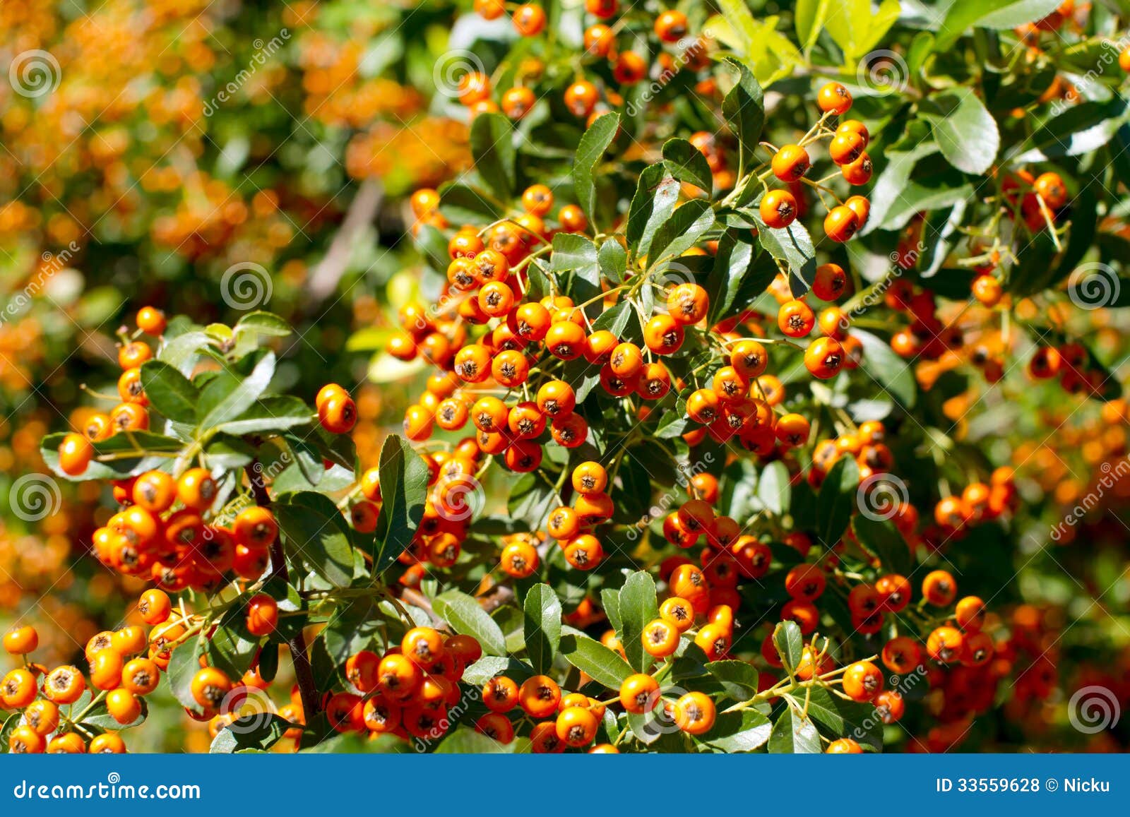 Herbstorangenbeeren stockfoto. Bild von früchte, beeren 33559628