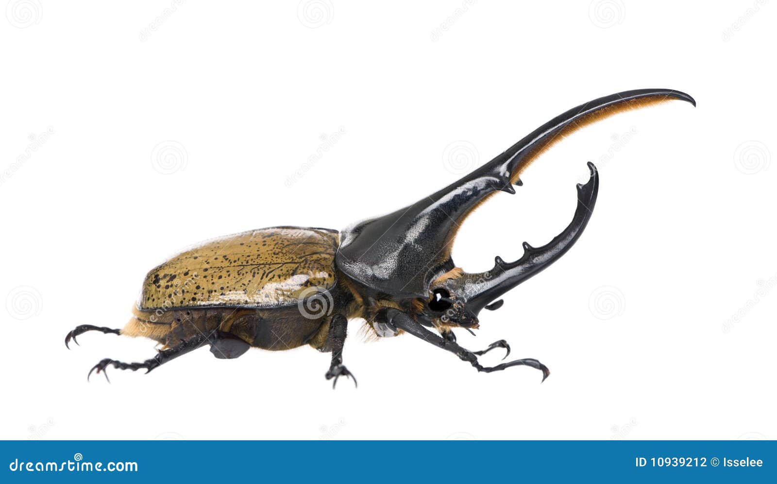 hercules beetle against white background