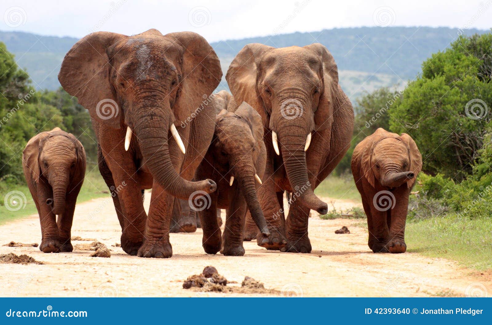 herd of african elephants