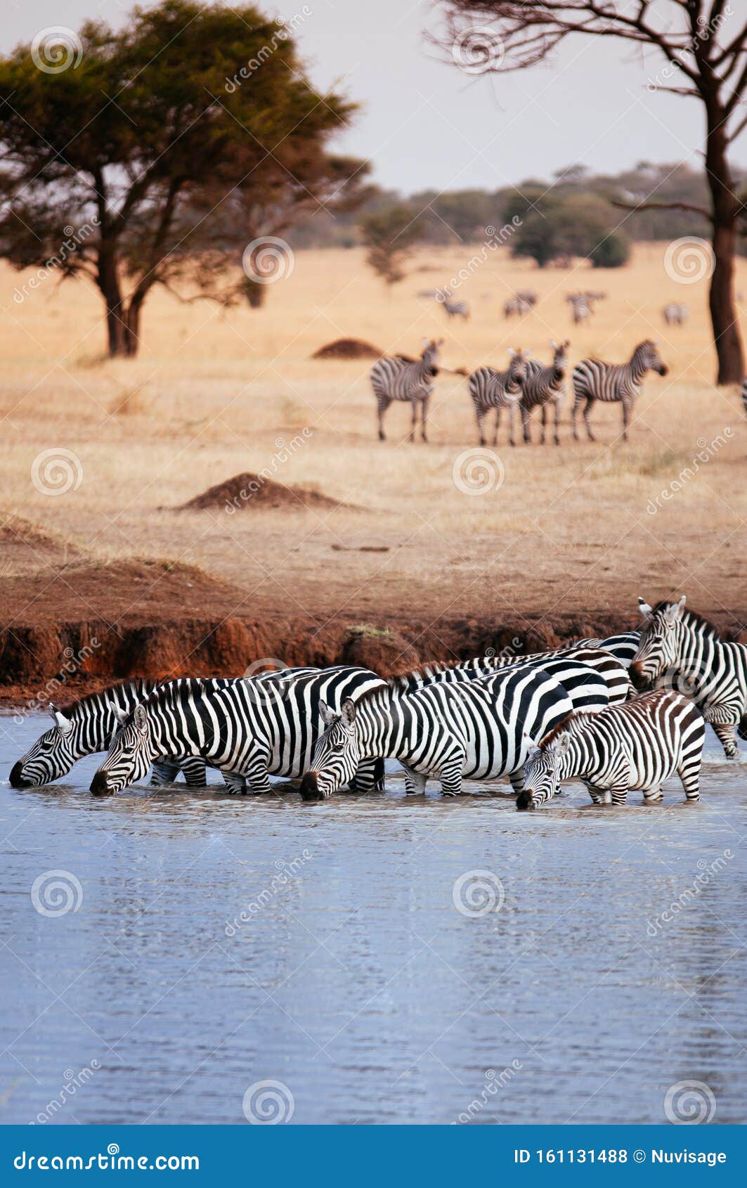 Herd of African Zebra Drink Water from River in Grass Meadow of Serengeti Savanna - African Tanzania Safari Trip Stock Photo - Image of animal, crowded: 161131488 Herd of African Zebra Drink Water from River in Grass Meadow of Serengeti Savanna - African Tanzania Safari Trip Stock Photo - Image of animal, crowded: 161131488