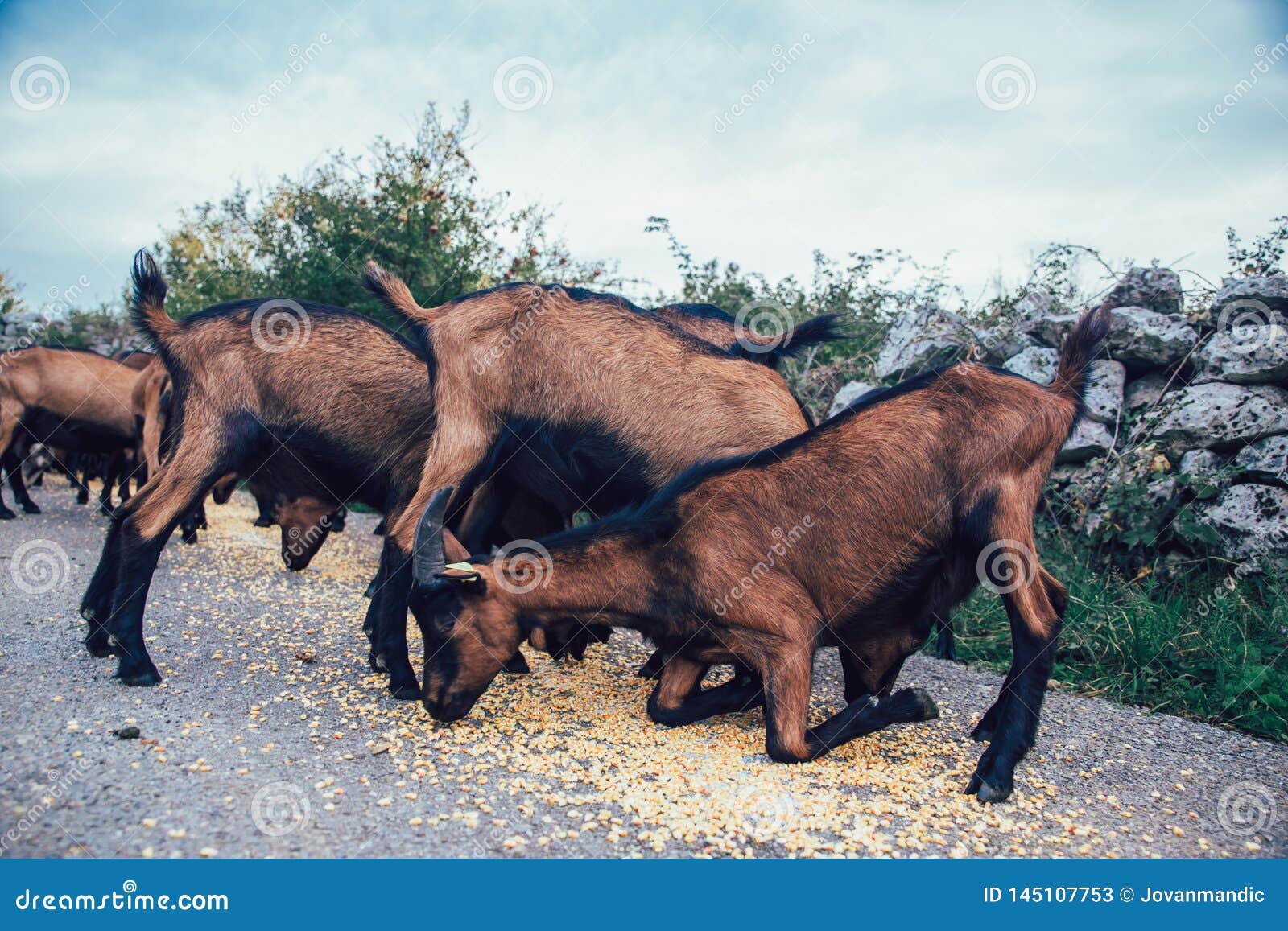 Alpine Goats Eat Corn Kernels Stock Image Image of dairy, flock