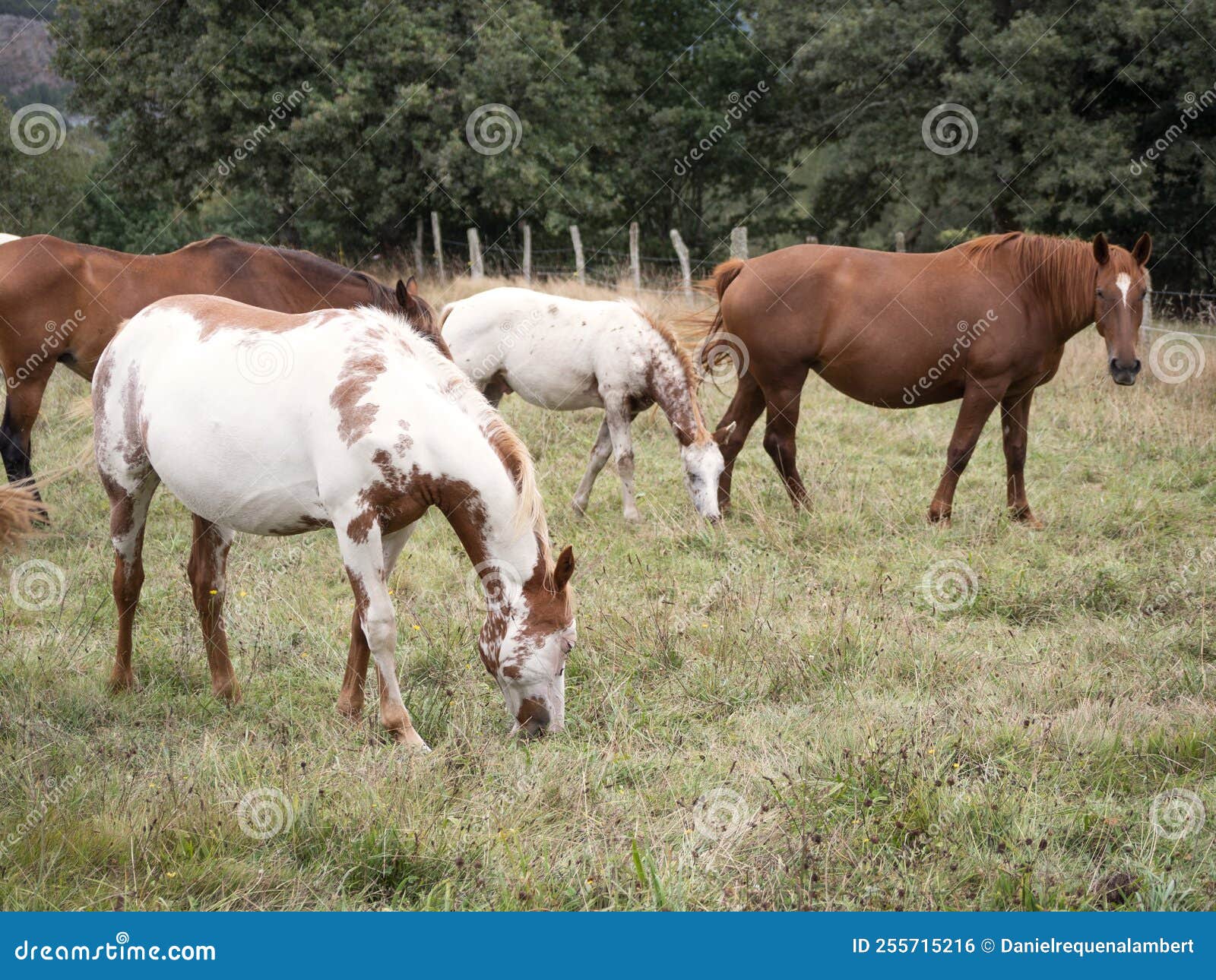 herd of american pain horse and hispano breton mares grazing on a summer field.