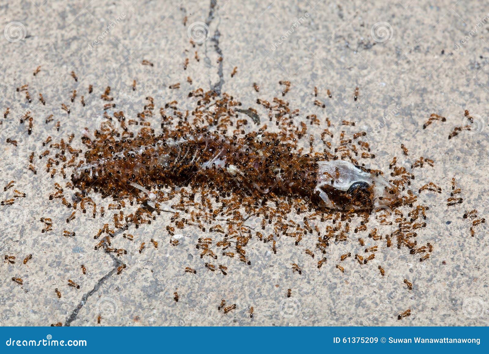 The Herd Ants are Eating Carrion of Lizard Stock Image Image of brown