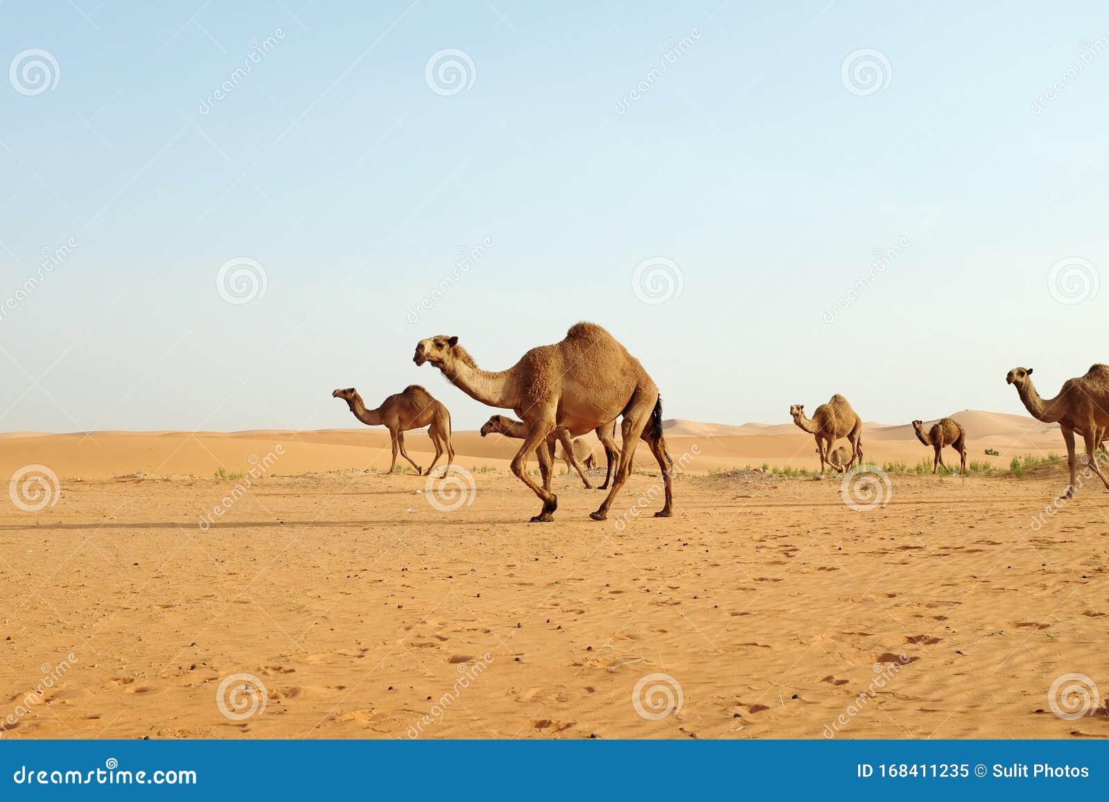 a herd of arabian camels walking across the hot desert of riyadh, saudi arabia to graze