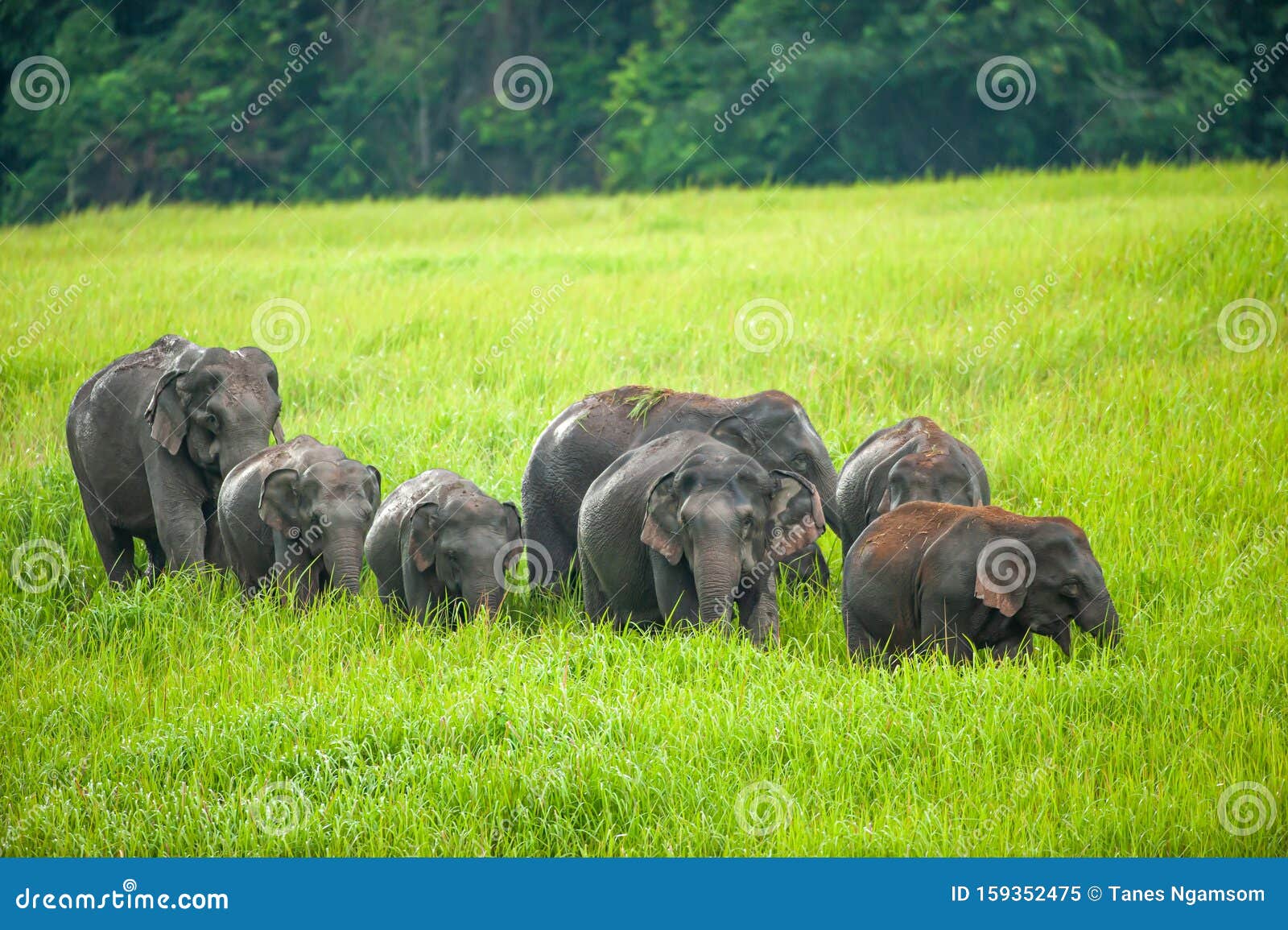 a herd of asian elephants feeding in the green grassland