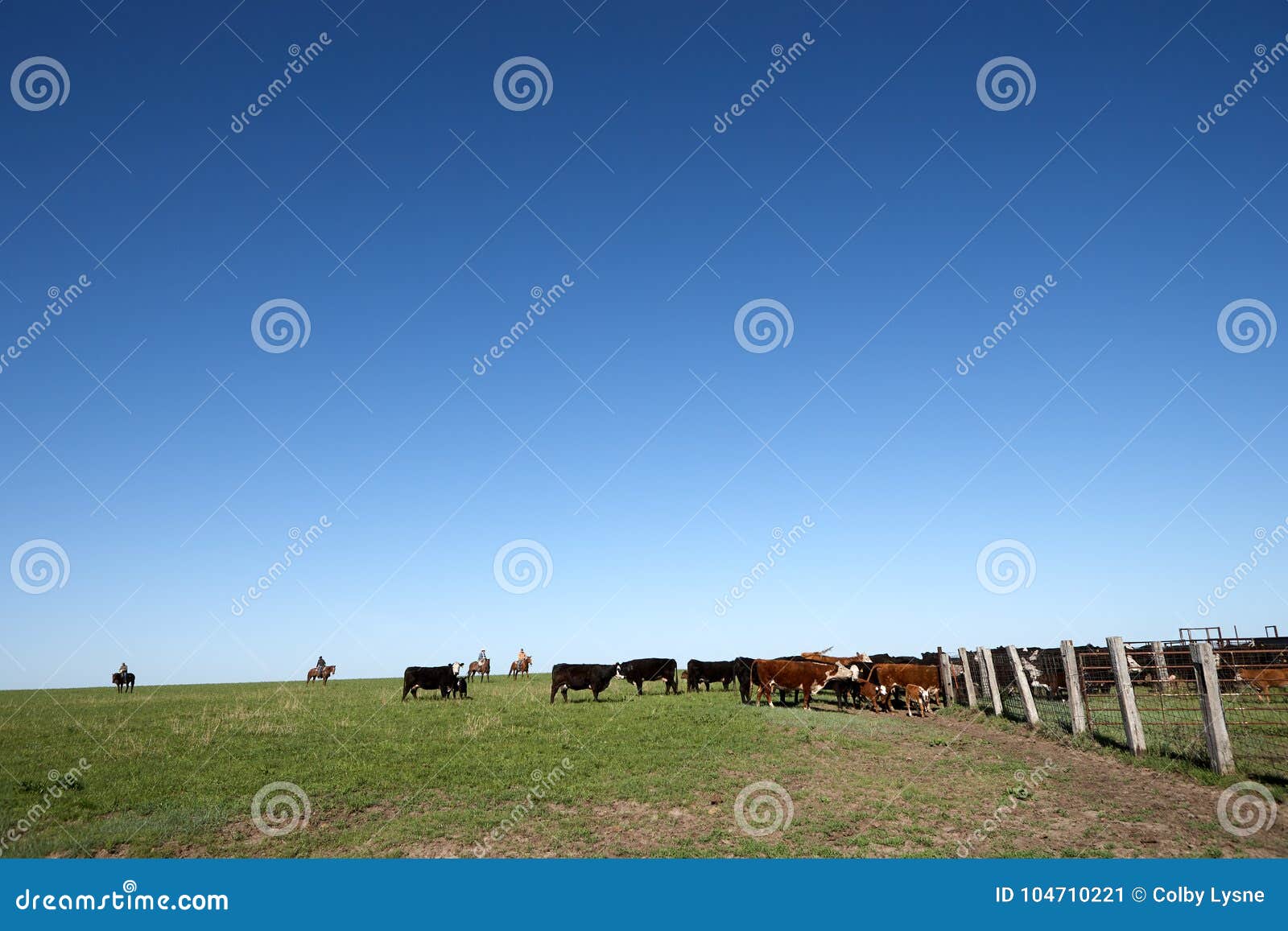 herd of cattle in a flat pasture with fence
