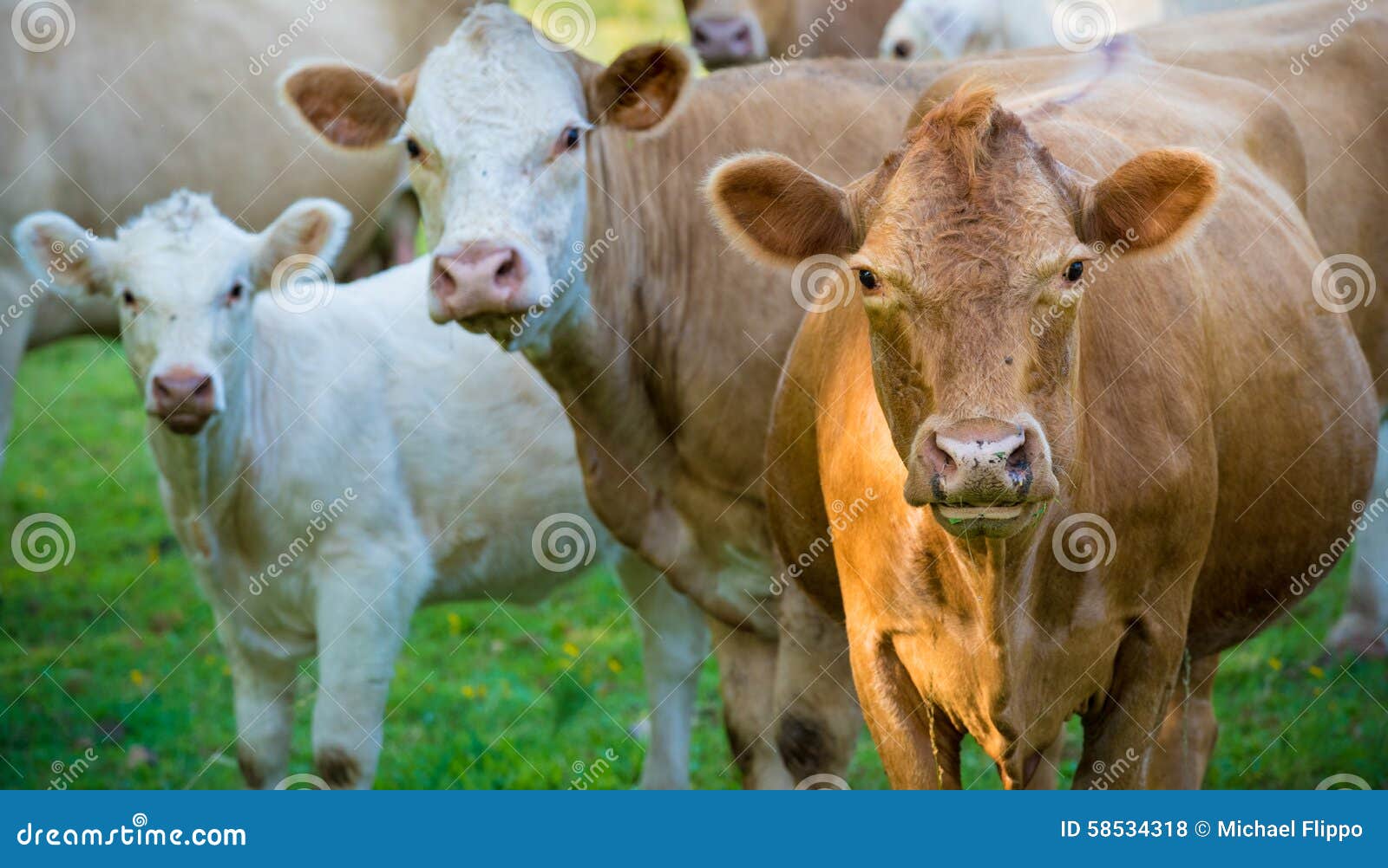 herd of beef cattle