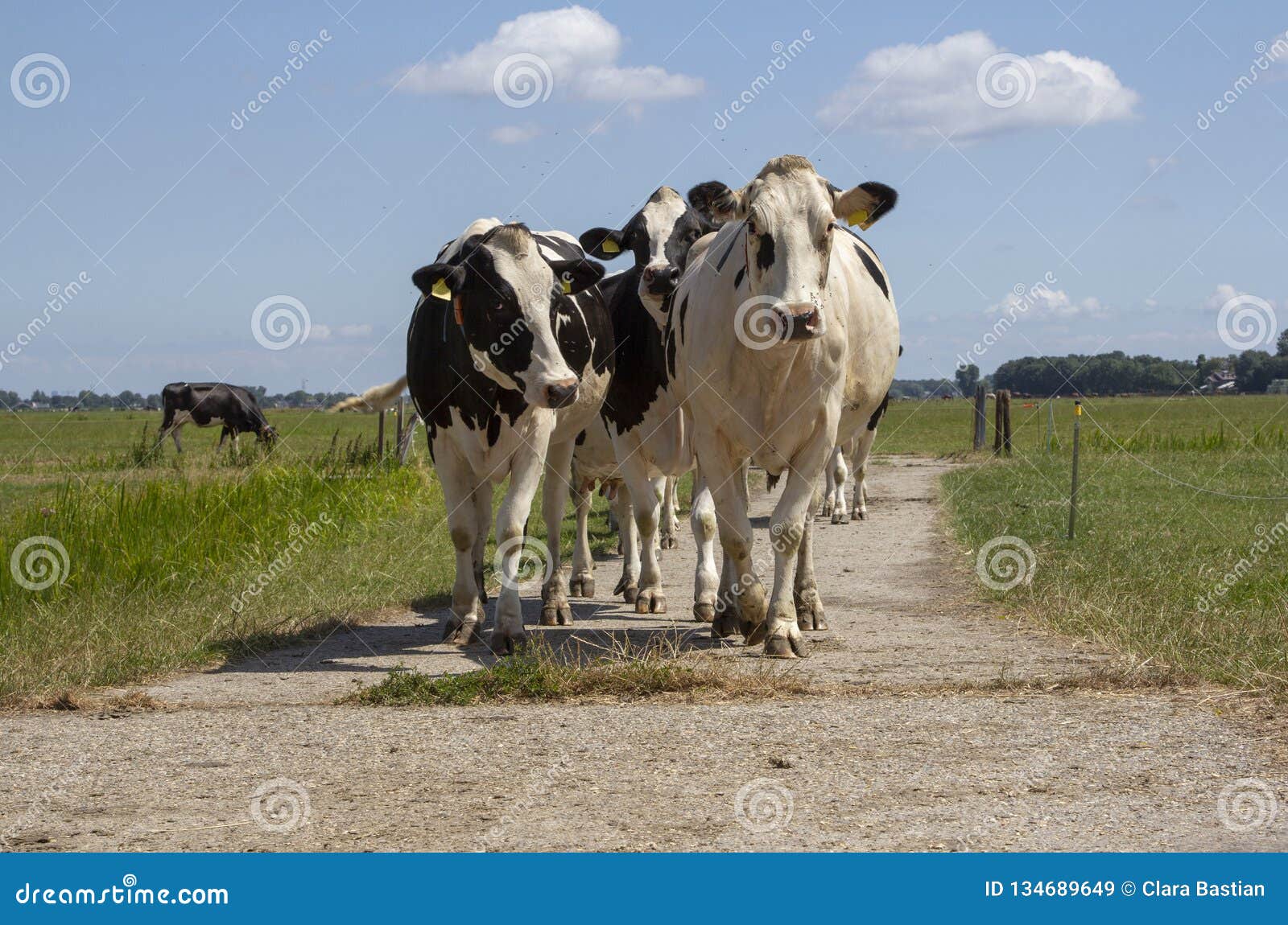 Herd of Black and White Cows Walking Stock Image - Image of udder ...