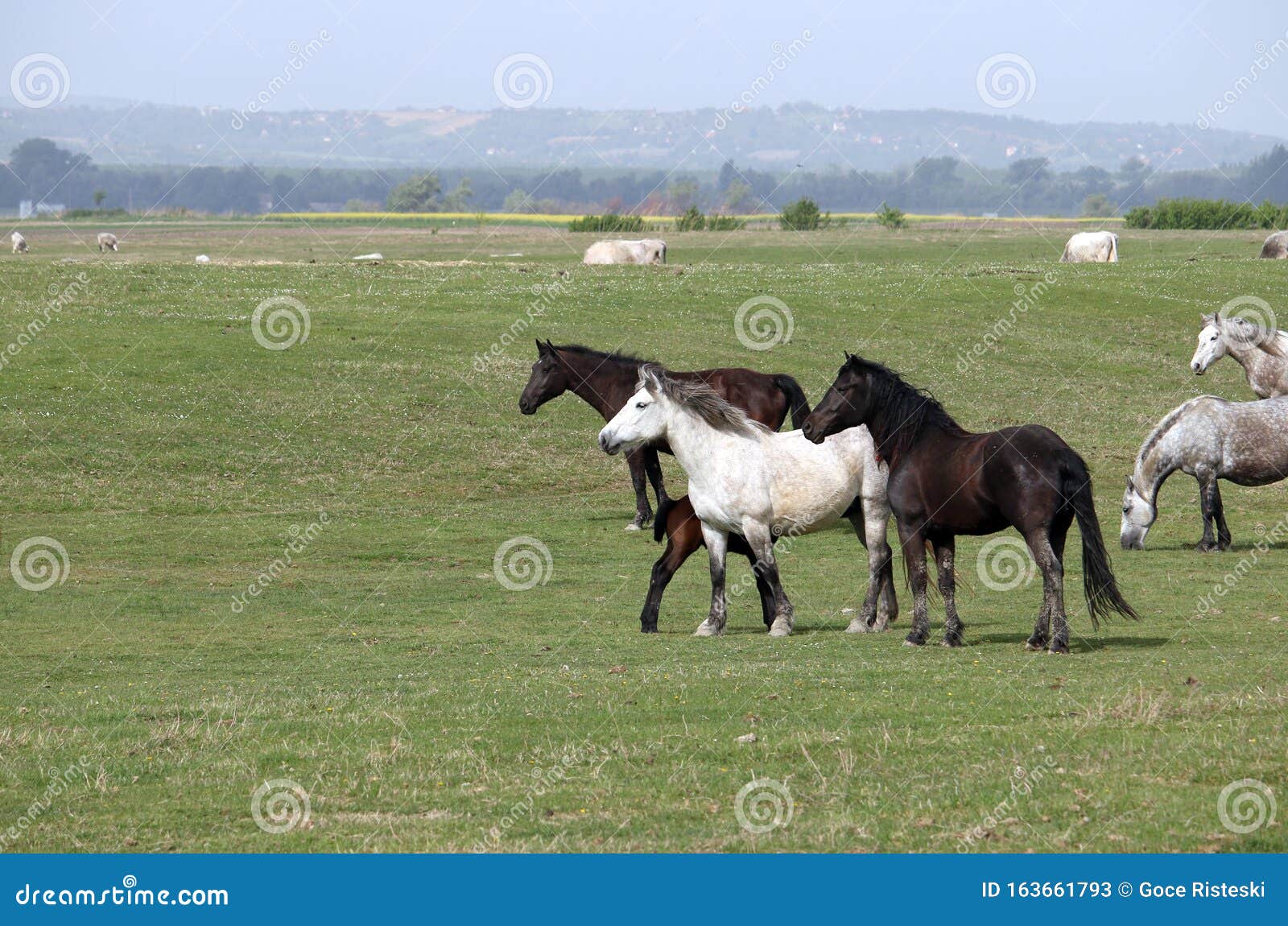 Herd of Black and White Horses Stock Image - Image of equestrian, herd ...