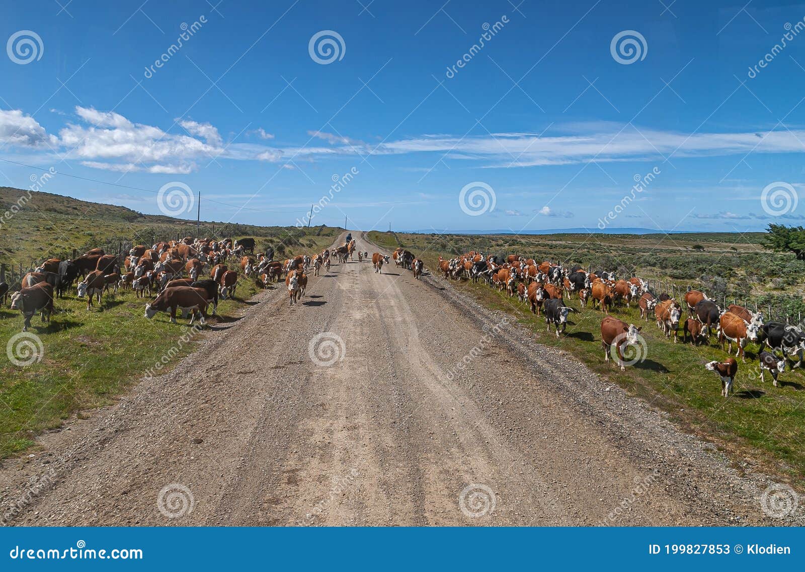 a herd of cattle driven by a vaquero outside punta arenas, chile