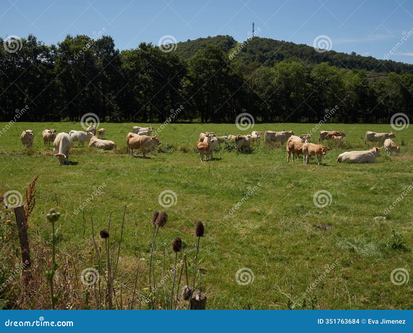 herd of cattle grazing in a lush meadow near landa