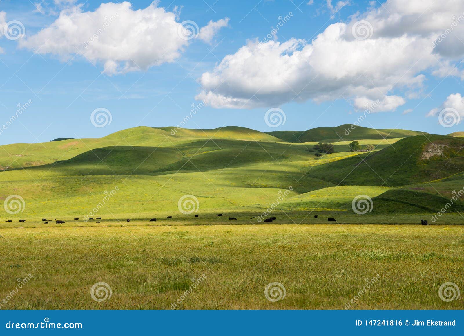 a herd of cattle grazing in sun-dappled lush green grasslands and rolling hills under a beautiful blue sky with puffy white clouds