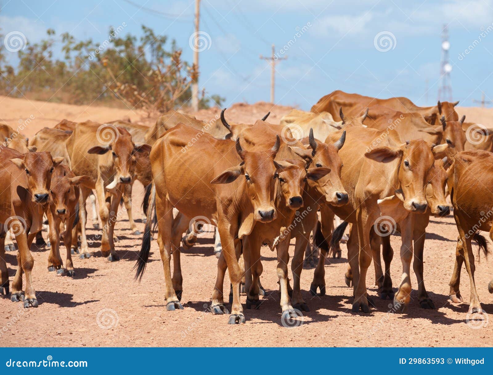 Herd of cattle stock image. Image of livestock, country 29863593