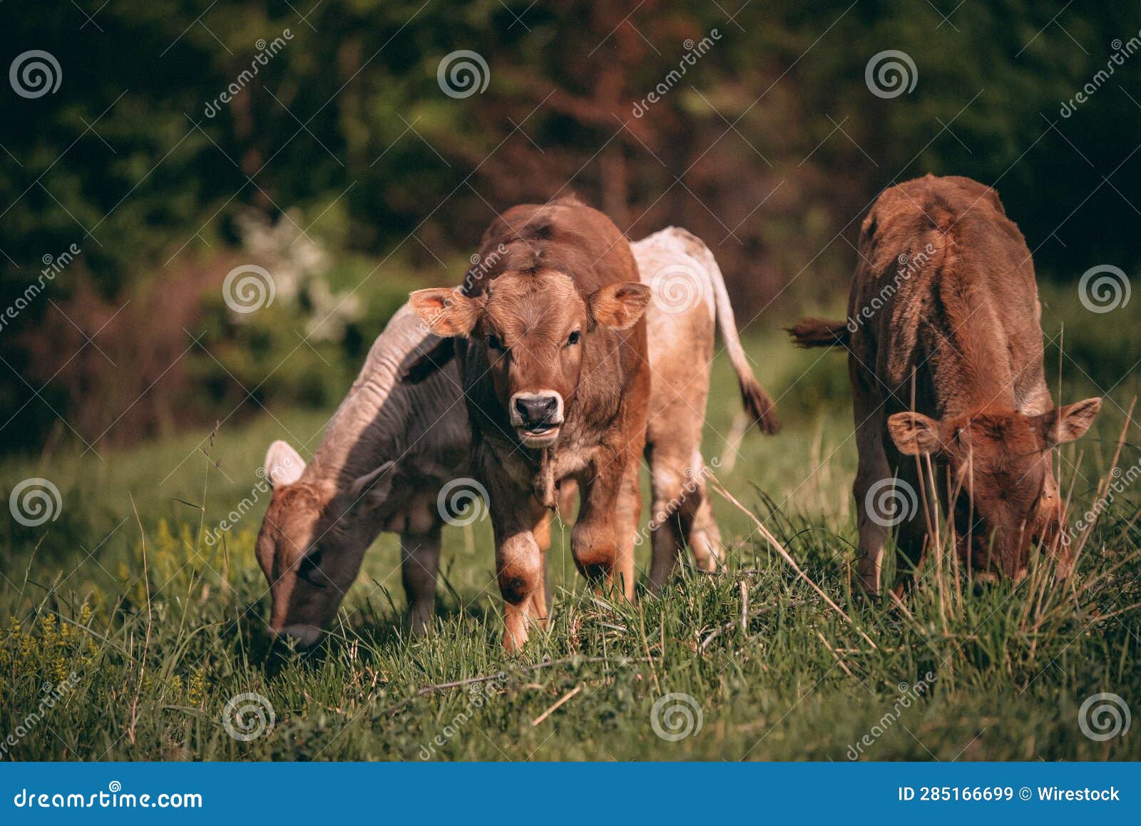 herd of cattles from the bovidae family grazing in a lush and green springtime garden