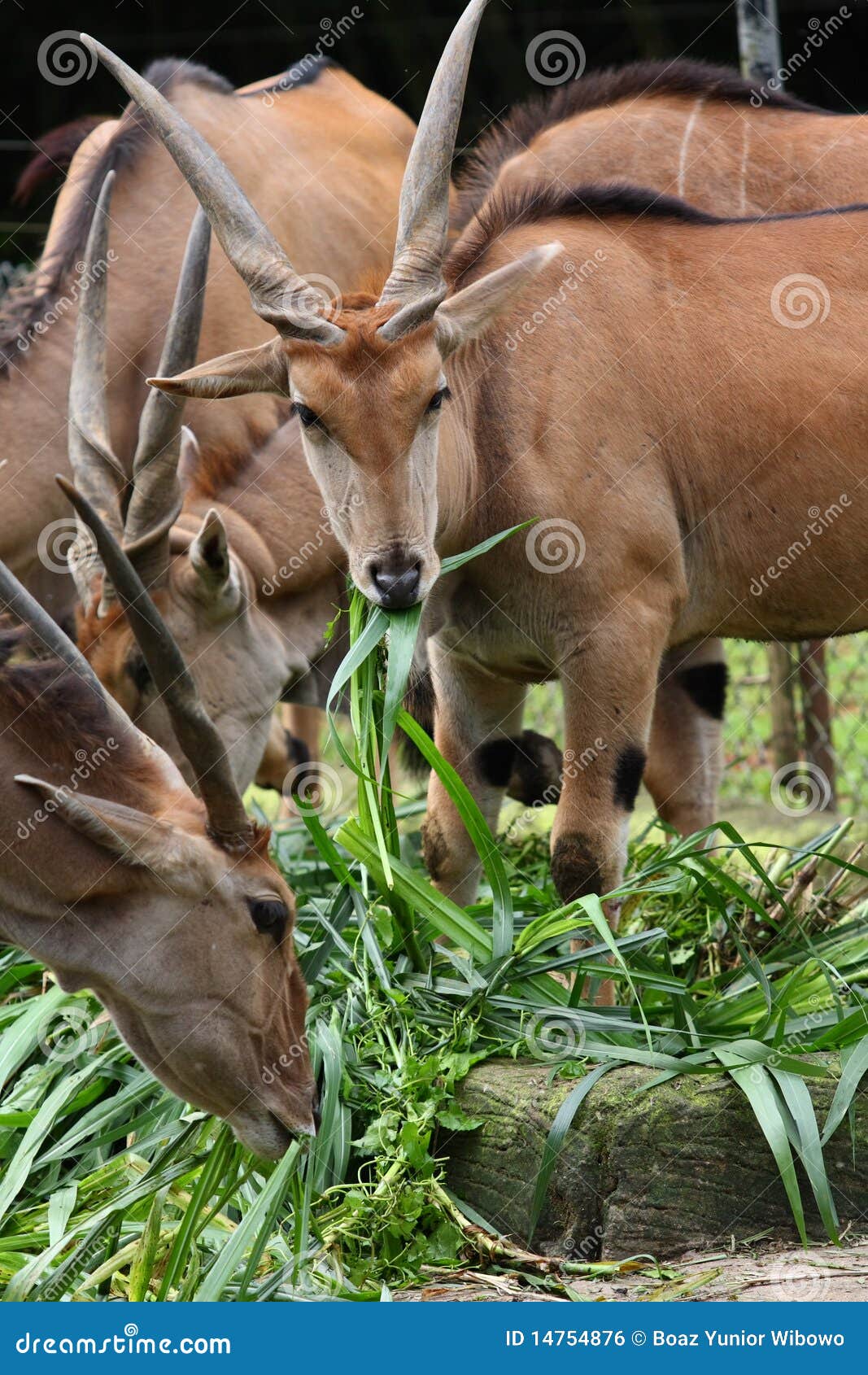 herd of common eland