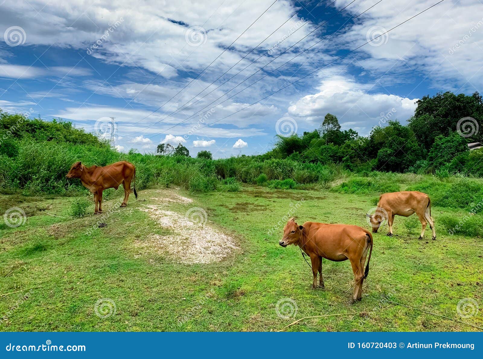 Herd Of Cow Grazing Green Grass In Meadow Brown Cow In