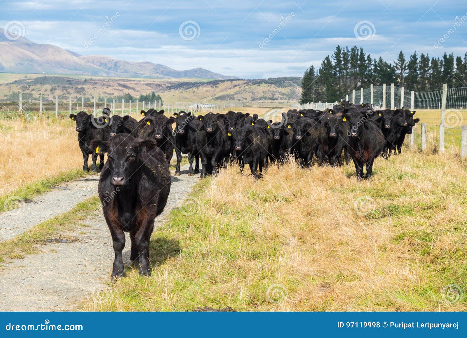 Herd of cow, New Zealand stock photo. Image of farming 97119998