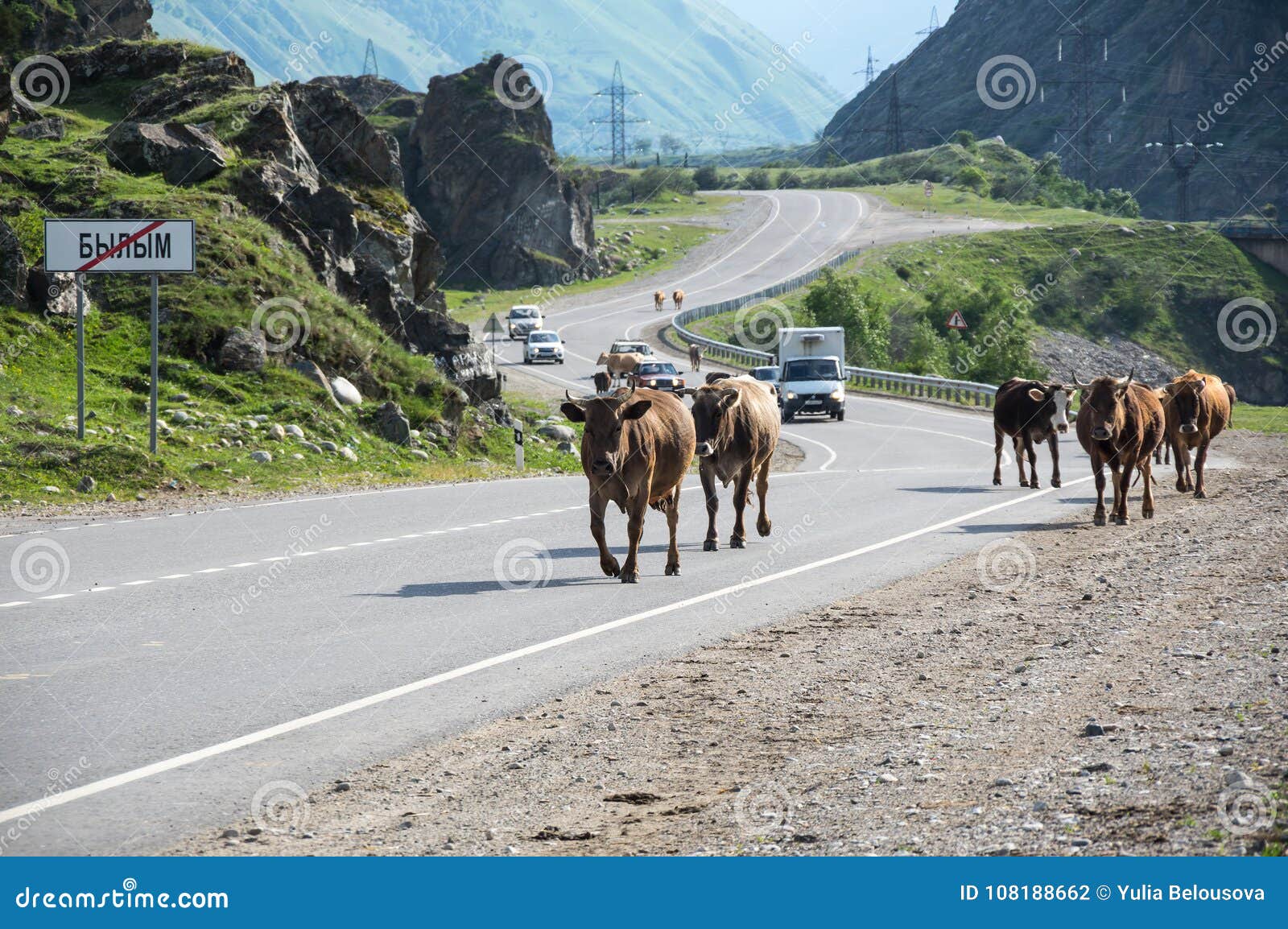 Herd Of Cows In Baksan Gorge In The Caucasus Mountains In Russia Stock