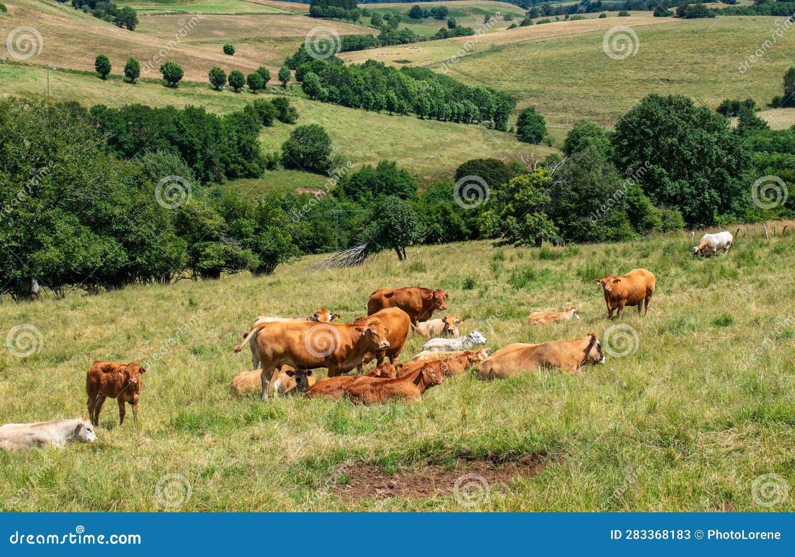 herd of cows and calves in the aubrac region of aveyron, france