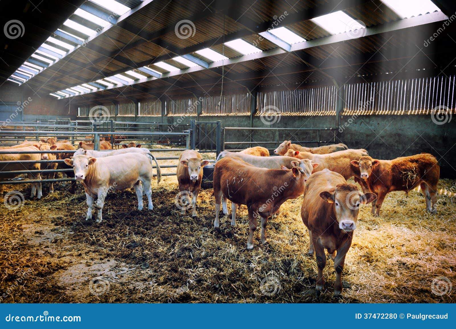 herd of cows in cowshed