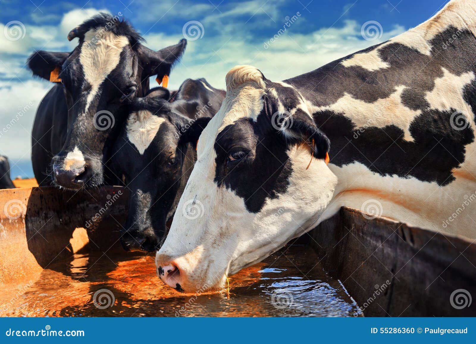 herd of cows drinking water