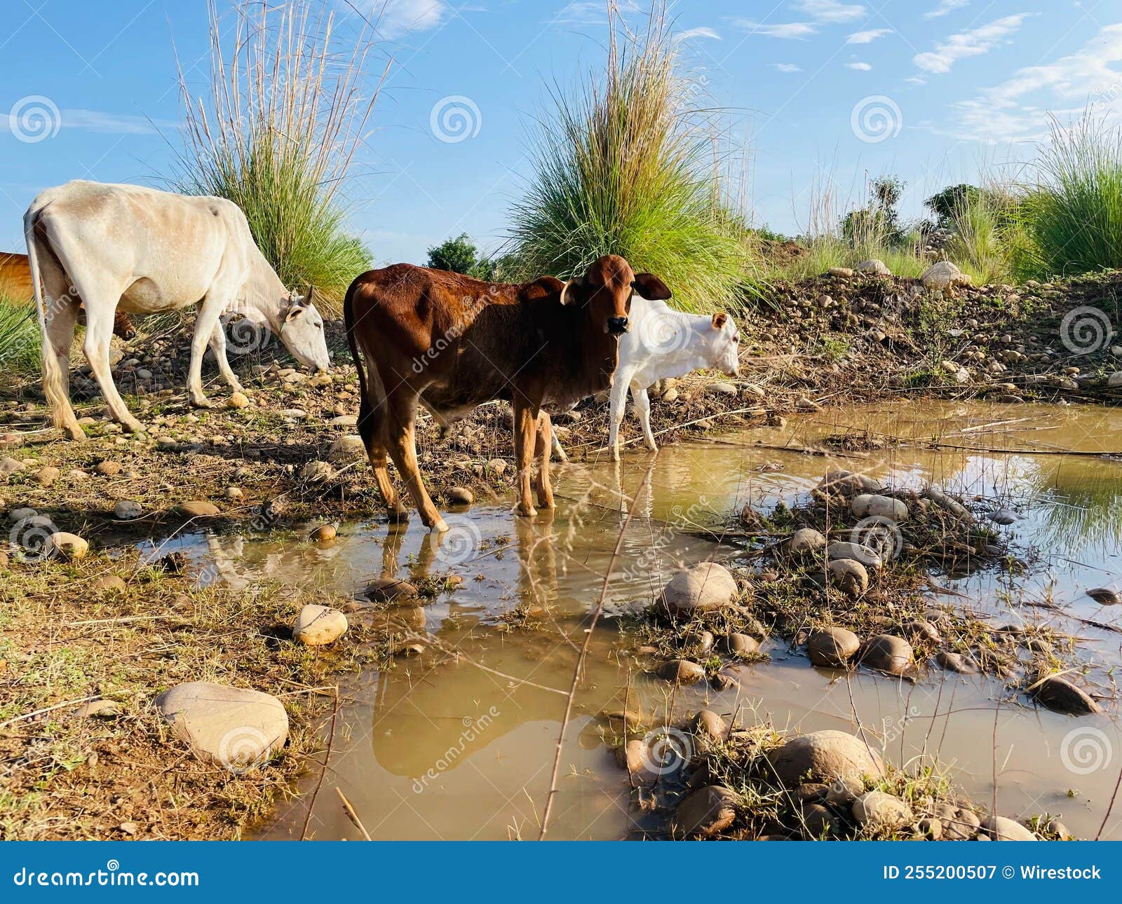 Herd of Cows Drinking Water in a Wetland Stock Image Image of