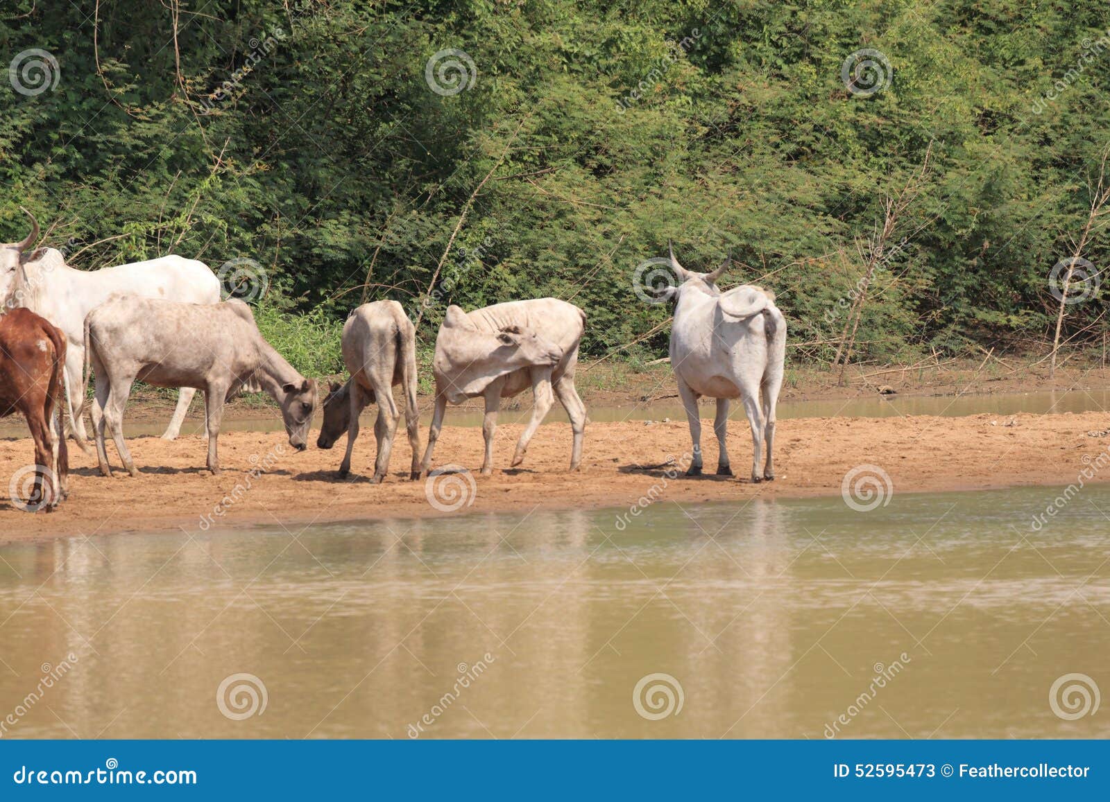 A herd of cows in Ghana stock image. Image of cows, cattle 52595473