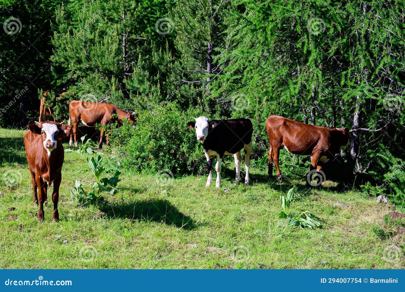 herd of cows grazing in alpine meadow neat col du lautaret, french alps