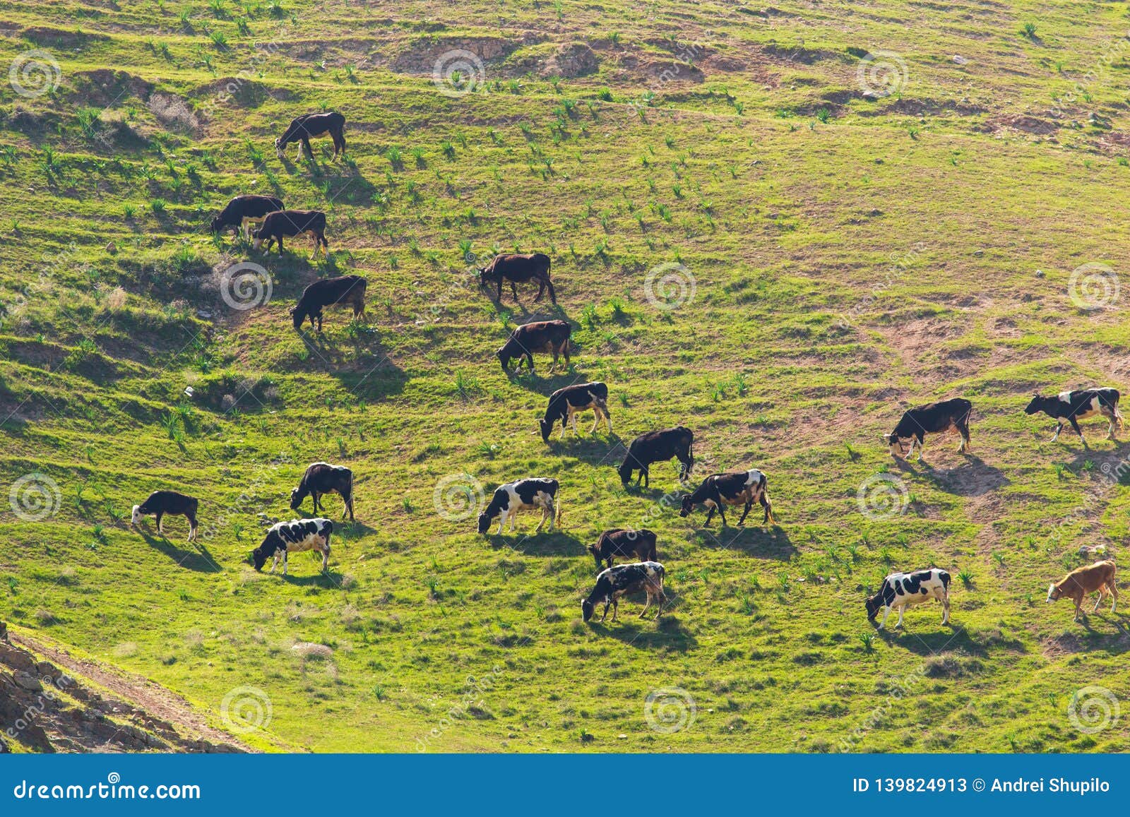 Herd of Cows Grazing in the Hills in the Spring Stock Image Image of
