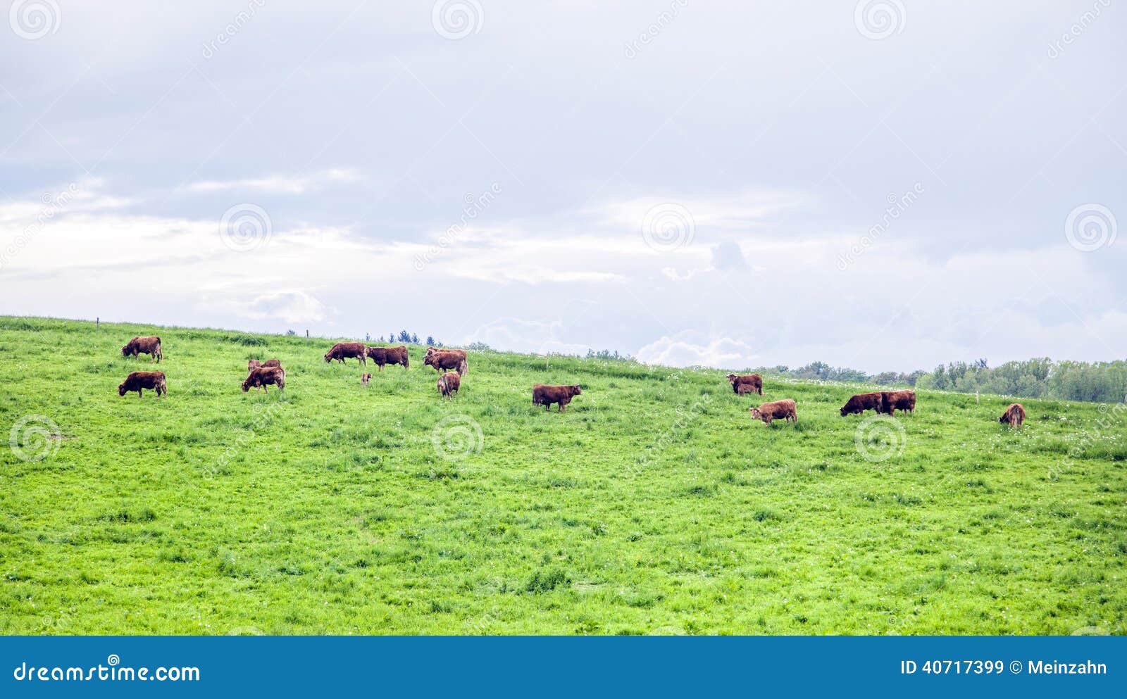 Herd of Cows on Grazing Land Stock Image Image of herd, farm 40717399