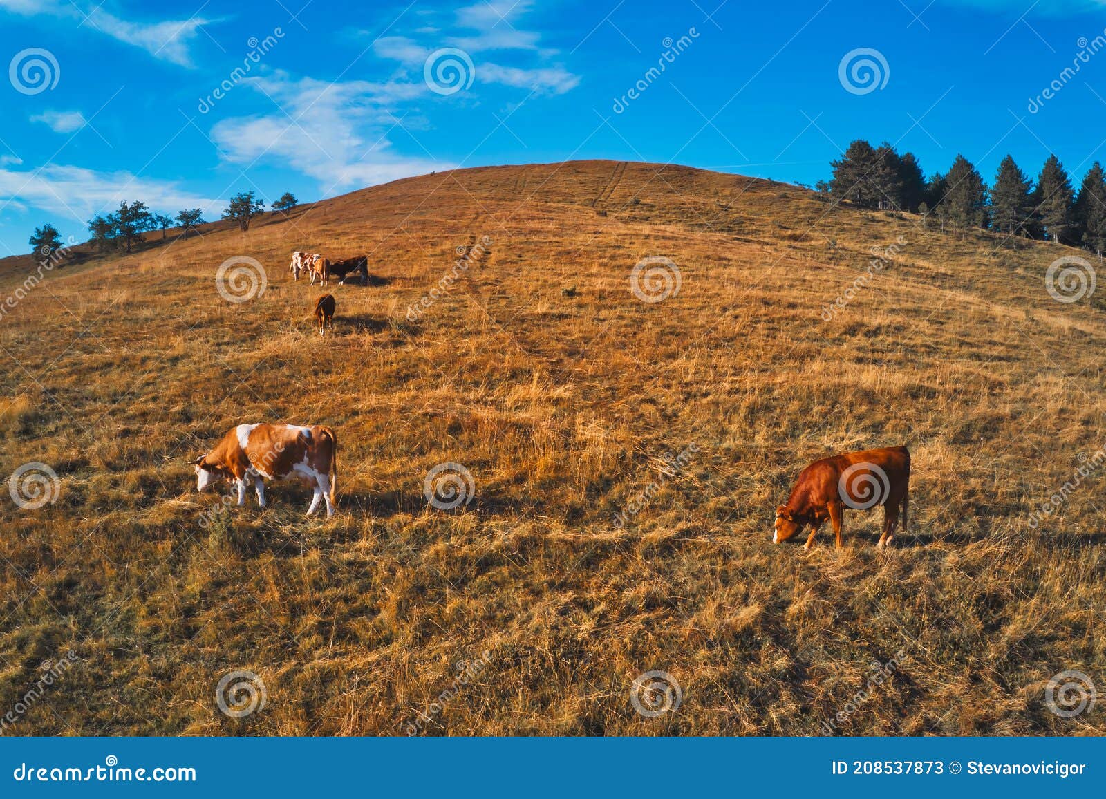 herd of cows is grazing on pastureland hill slope